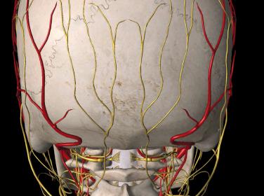 Figure 62.2, Schematic visualization of occipital nerve complex arising from C2.