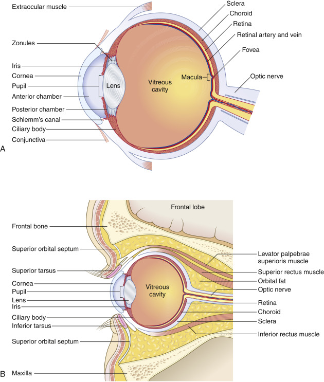 Fig. 5.1, (A) Cross-sectional axial anatomy of the eye. (B) Cross-sectional sagittal anatomy of the eye.
