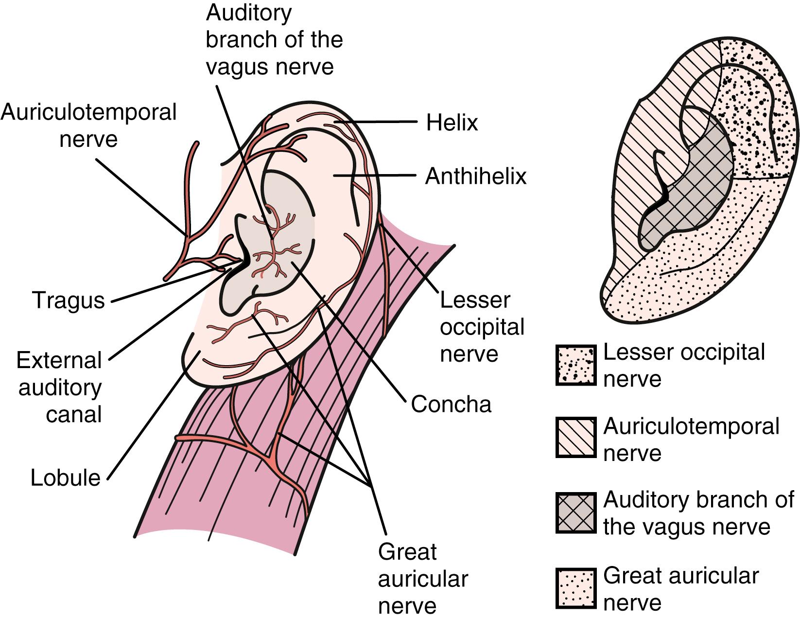 Fig. 125.2, Innervation of the auricle.