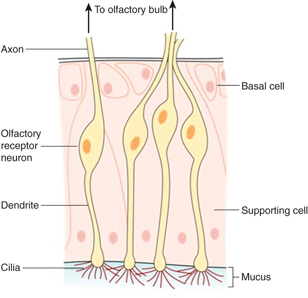 Fig. 36.1, The olfactory neuroepithelium (from mucous layer to basement membrane).