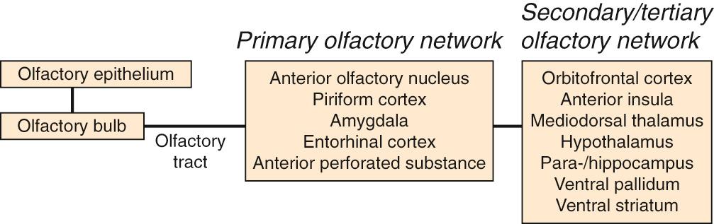 Fig. 36.3, Major pathways of the olfactory system.