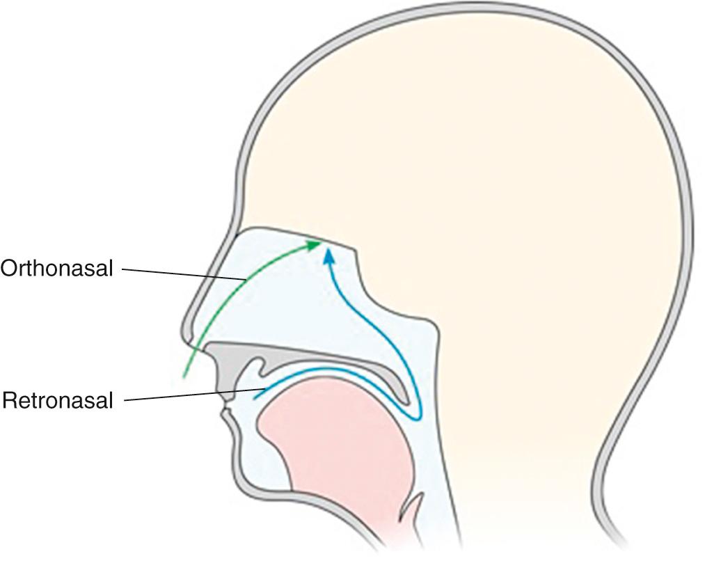 Fig. 36.4, Airflows in relation to ortho- and retronasal olfactory function.