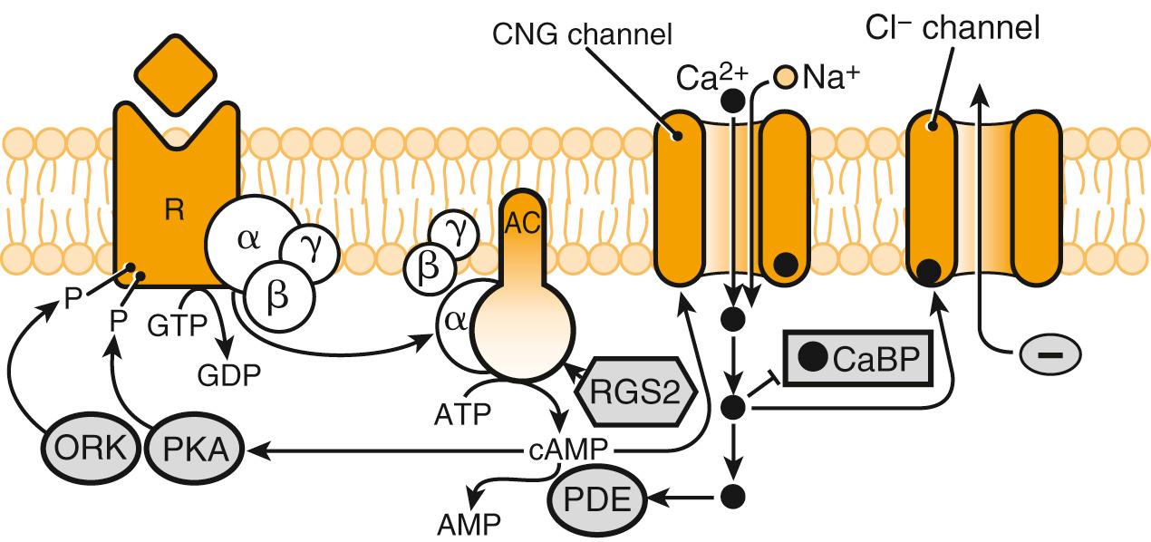 Fig. 36.5, A diagram of the cascade of enzymatic activity transducing the binding of an odorant molecule to a receptor (R) and into an electrical signal that can be transmitted to the brain . AC, adenylyl cyclase; AMP, adenosine monophosphate; ATP, adenosine triphosphate; CaBP, calmodulin-binding protein; cAMP, cyclic adenosine monophosphate; CNG channel, cyclic nucleotide-gated channel; GDP, guanosine diphosphate; GTP, guanosine triphosphate; ORK, olfactory receptor kinase; P, phosphate; PDE, phosphodiesterase; PKA, protein kinase A; RGS, regulator of G proteins (but here acts on the AC). Arrows indicate stimulatory and inhibitory (feedback) pathways.