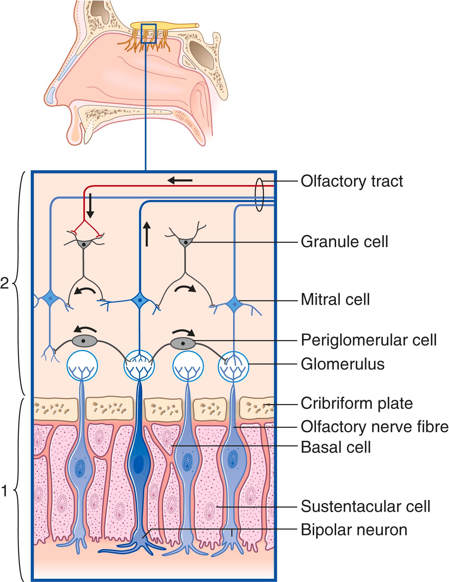 Fig. 33.1, Connections of the olfactory epithelium (1) and the olfactory bulb (2). The second glomerulus from the left is ‘on-line’ (see text).