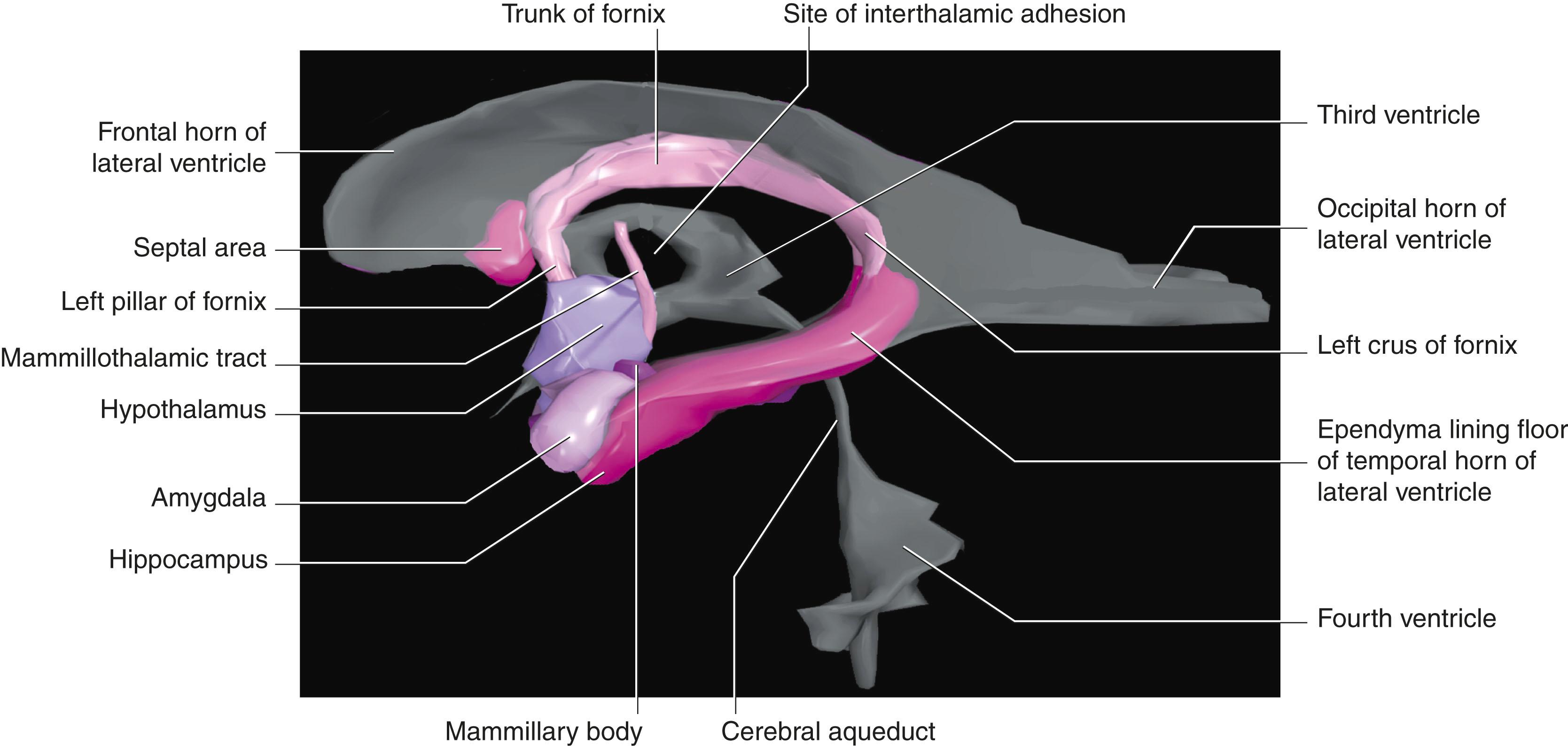 Fig. 33.4, Three-dimensional computerised reconstruction of postmortem brain showing components of the limbic system in relation to the ventricular system.