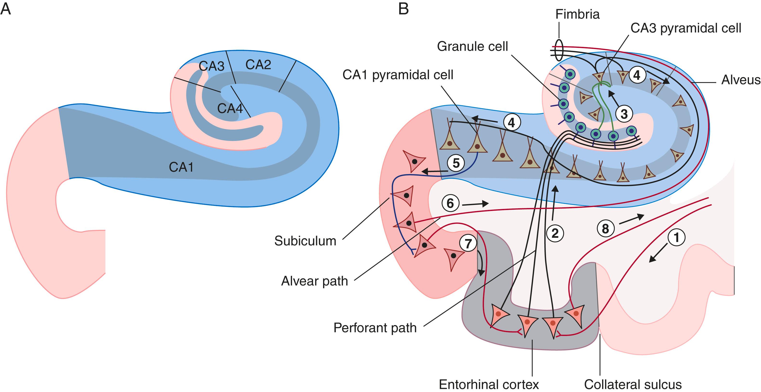 Fig. 33.6, (A) The four sectors of Ammon’s horn. (B) Input–output connections of the hippocampal complex. 1 , Afferent from the sensory association cortex; 2 , Entorhinal cortex projecting perforant path fibres to the dentate gyrus; 3 , Dentate granule cell projecting to CA3; 4 , CA3 principal neuron projecting into the fimbria and CA1; 5 , CA1 principal cell projecting to the subiculum; 6 , Subicular principal cell projecting into the fimbria; 7 , Subicular principal cell projecting into the entorhinal cortex; 8 , Entorhinal pyramidal cell projecting to the sensory association cortex. CA , Cornu ammonis.