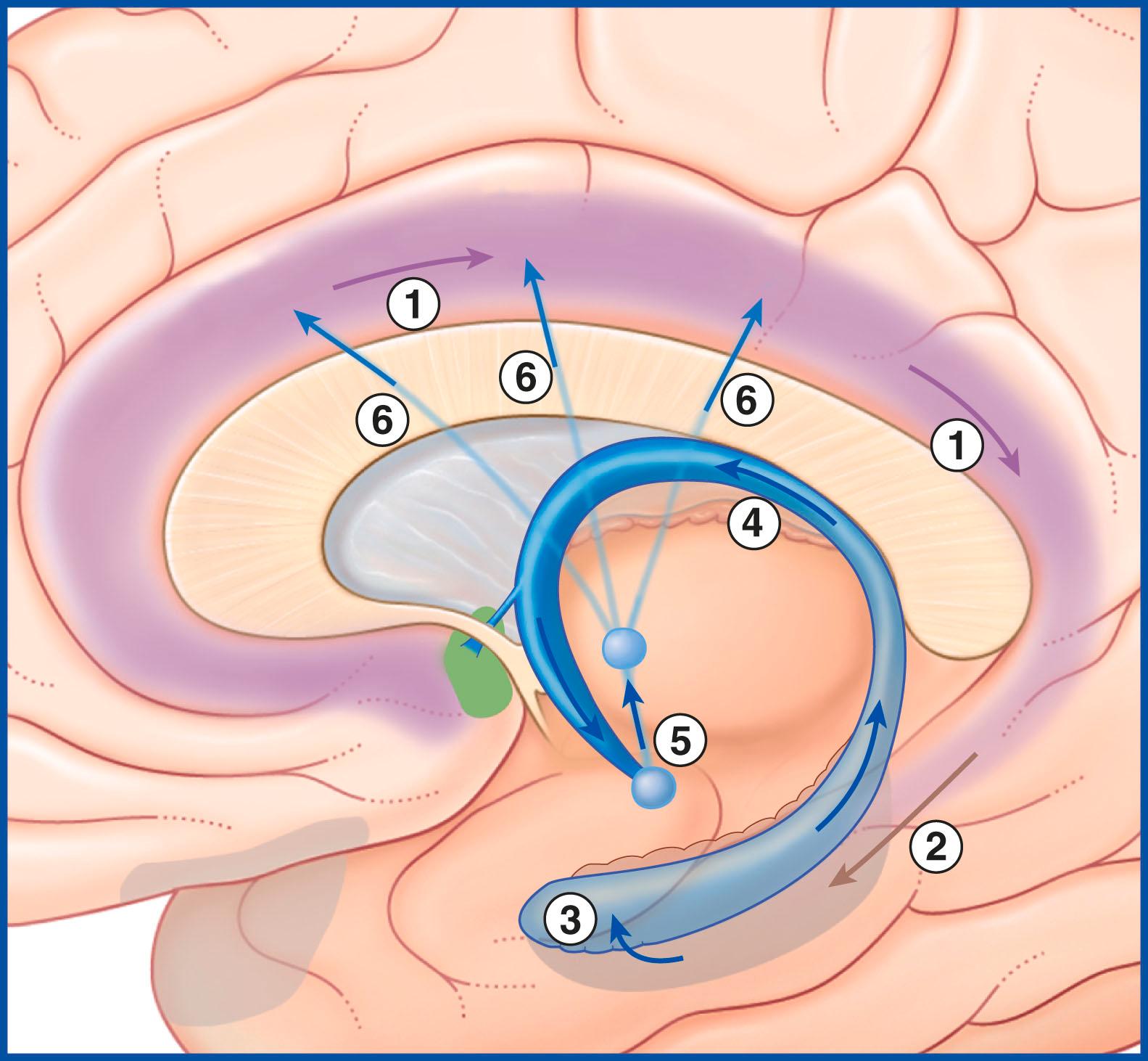 Fig. 33.7, The papez circuit. 1 , Backward-projecting neurons in the cingulate gyrus; 2 , Projection into the entorhinal cortex; 3 , Projection into the hippocampus; 4 , Fornix; 5 , Mammillothalamic tract; 6 , Projections from the anterior nucleus of the thalamus to the cingulate cortex. Arrows indicate direction of transmission.