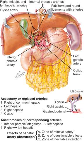 Figure 36.1, Anatomy of the omentum.