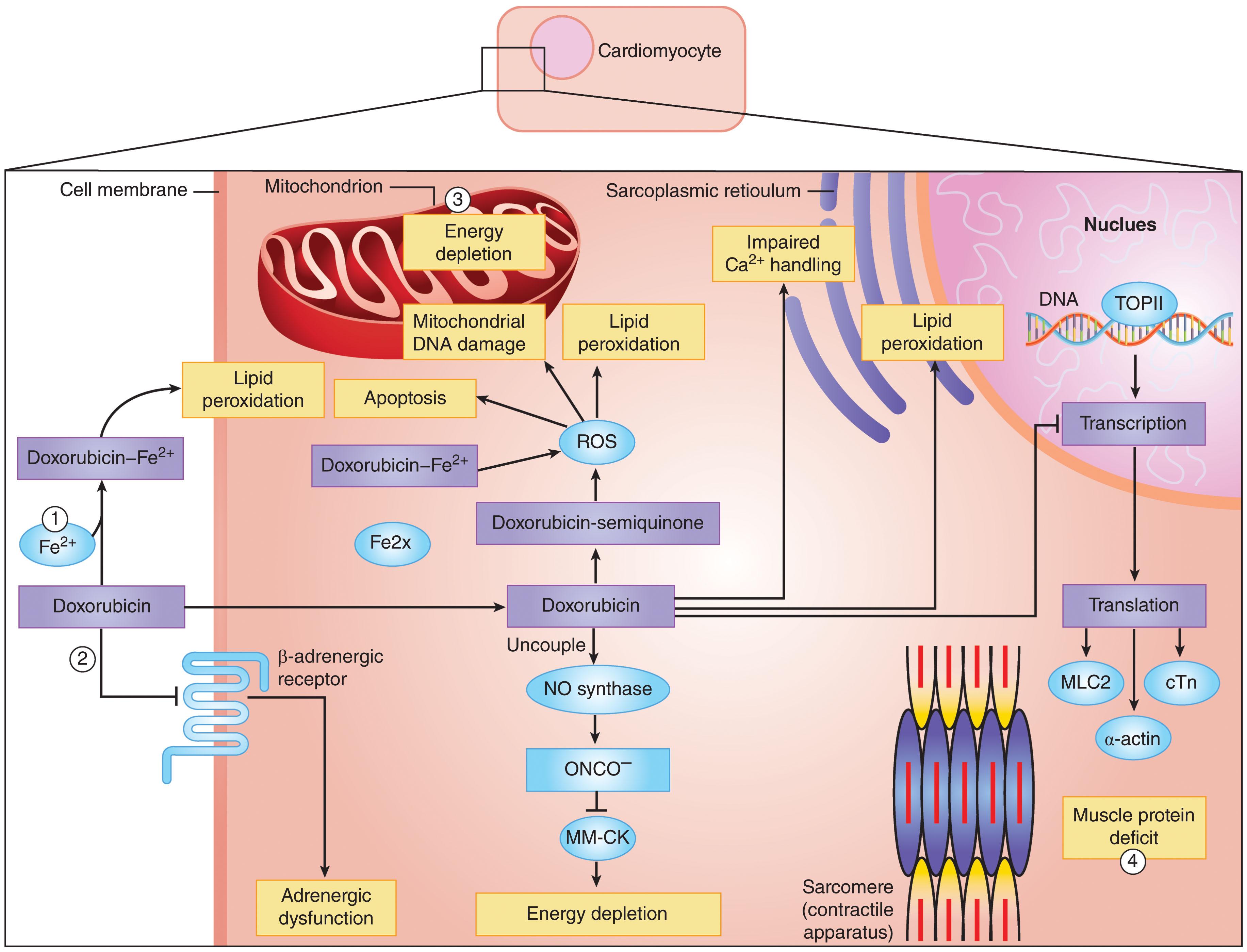 Figure 158.2, POTENTIAL OPPORTUNITIES FOR CARDIOPROTECTION.