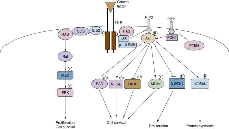 Figure 2-1, Receptor tyrosine kinase signaling in cancer