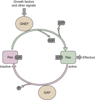 Figure 2-2, Activation of Ras GTPase