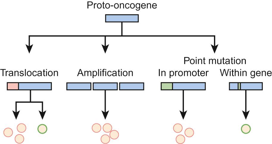 Fig. 22.2, Illustration of potential mechanisms of proto-oncogene activation. Chromosomal translocation may lead to increased expression of the oncogene driven by the promoter region of another gene, or the formation of a novel fusion protein with abnormal activity. Gene amplification leads to increased oncogene expression, as may point mutation within the promoter region. Alternatively, point mutations within the coding region of the gene itself may lead to expression of a protein with abnormal activity, e.g. a constitutively active receptor.