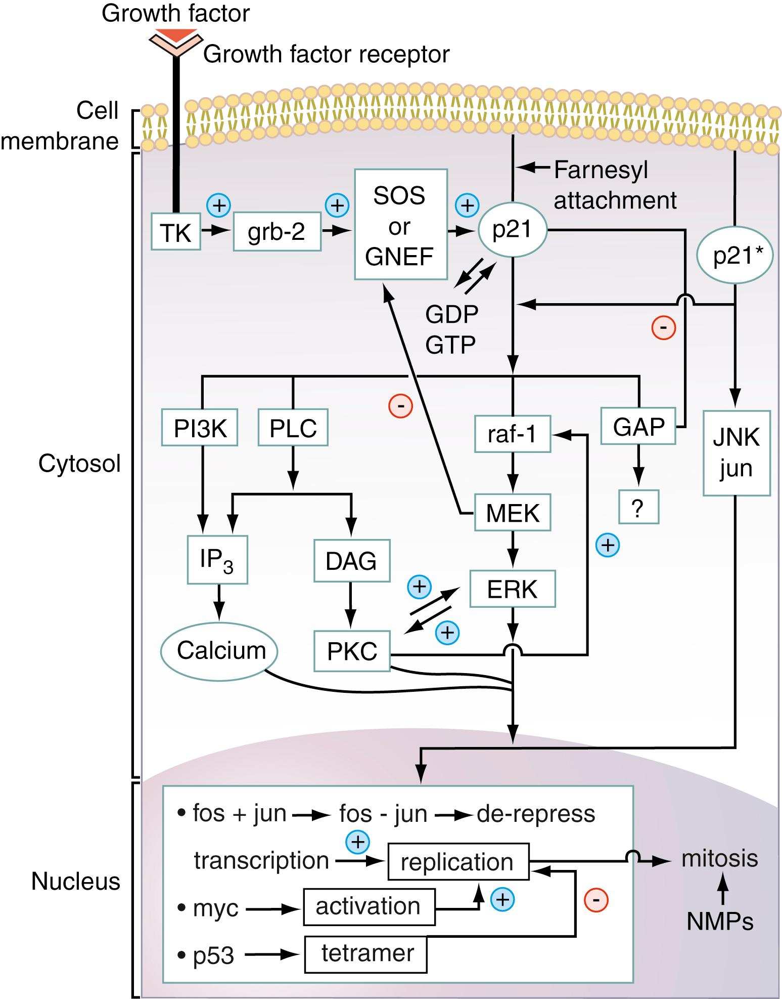 Figure 77.1, Schematic of some of the known components of the ras signal transduction pathway beginning (top, left) when a growth factor binds to its cell receptor. Note that binding of the growth factor to the growth factor receptor induces receptor dimerization, which is not explicitly shown in this figure but is shown in Fig. 77.2. The remainder of events is explained in the text. DAG , Diacylglycerol; GAP , GTPase-activating protein, which promotes hydrolysis of GTP to GDP bound to p21; grb-2, the adaptor protein that concurrently binds p21 and the guanine nucleotide exchange protein or factor ( GNEF ), SOS; PI3K, phosphoinositol-3-hydroxy kinase, an enzyme that induces synthesis of IP3 and is involved in many aspects of mitogenic signal transduction; IP3, inositol triphosphate; MAP-2 kinase, mitogen-activated protein kinase or microtubule-associated protein kinase-2 (ERK in the figure, also called MAP-2K); myc, fos, and jun , nuclear oncogenes that code for nuclear proteins; NMP, nuclear matrix protein; PKC, protein kinase C; PLC, phospholipase C; raf-1, the oncogene-encoded p74 protein, which functions as a kinase that phosphorylates another kinase of molecular mass 43 kDa, called MAP-2 kinase, MEK (as in the figure, or MAP-KK; ras-p21 protein, ras-p21, defined in the text); TK, tyrosine kinase.