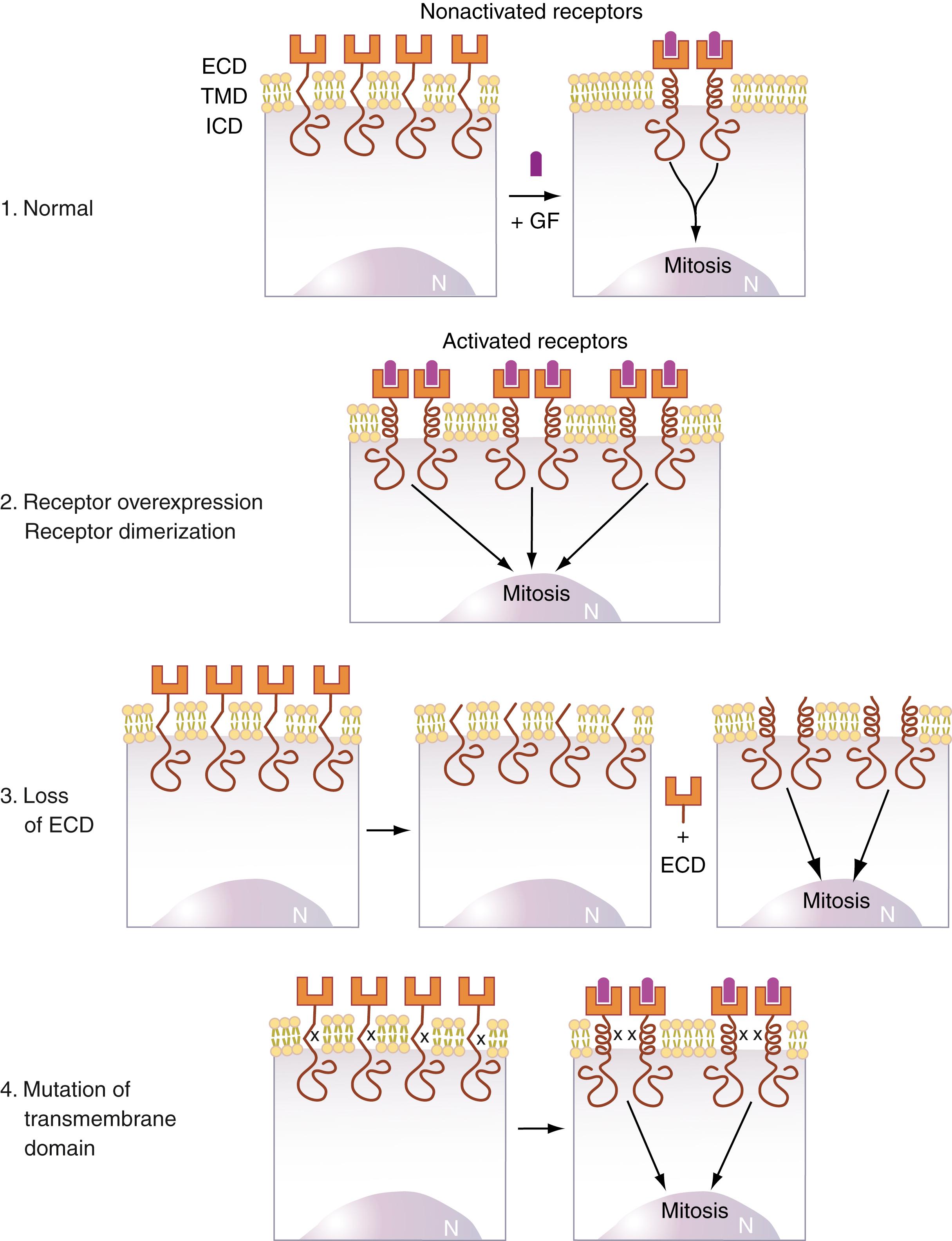 Figure 77.2, Mechanisms for continuous mitogenic signaling by growth factor receptors. Scheme 1 shows that these receptors have three domains: an extracellular, growth factor-binding domain (ECD); a transmembrane domain (TMD); and an intracytoplasmic domain (ICD). A growth factor (GF) binds to the receptor, causing it to dimerize, setting in motion a cascade of intracellular events that are transduced to the nucleus (N) described in Fig. 77.1. There are three known ways in which continuous cell signaling by the growth factor receptor can occur, resulting in malignant transformation of cells. Scheme 2 depicts the first of these: overexpression of the receptor that results in many activation processes and continuous signaling to the nucleus. Scheme 3 shows the second mechanism wherein the ECD is either absent or cleaved off by intracellular proteases, leading to spontaneous dimerization. Scheme 4 shows the third mechanism, in which a mutation in the growth factor receptor gene results in an amino acid substitution (X in the figure) in the transmembrane domain, leading to formation of α helices that associate (Brandt-Rauf et al., 1990), resulting in spontaneous dimerization that can occur in the absence or presence of the ligand.