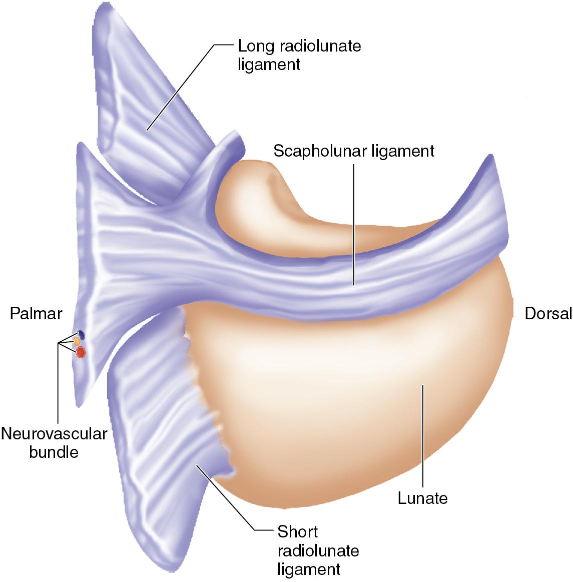FIGURE 28.6, Vascular supply to the lunate.