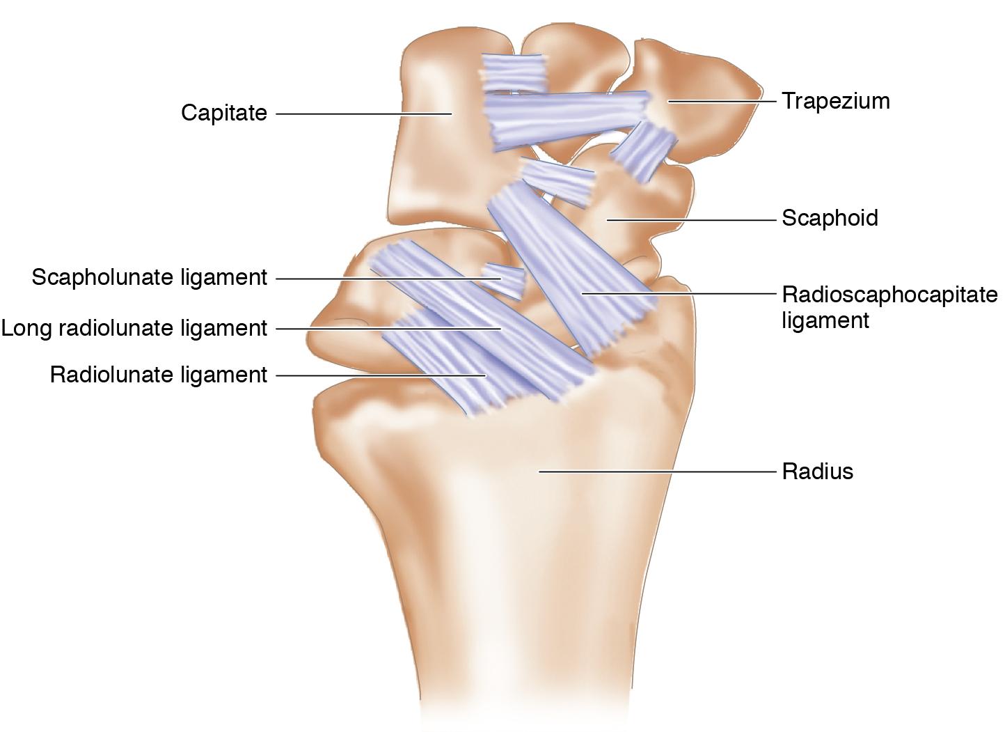 FIGURE 25.9, Ligamentous anatomy of the scaphoid.