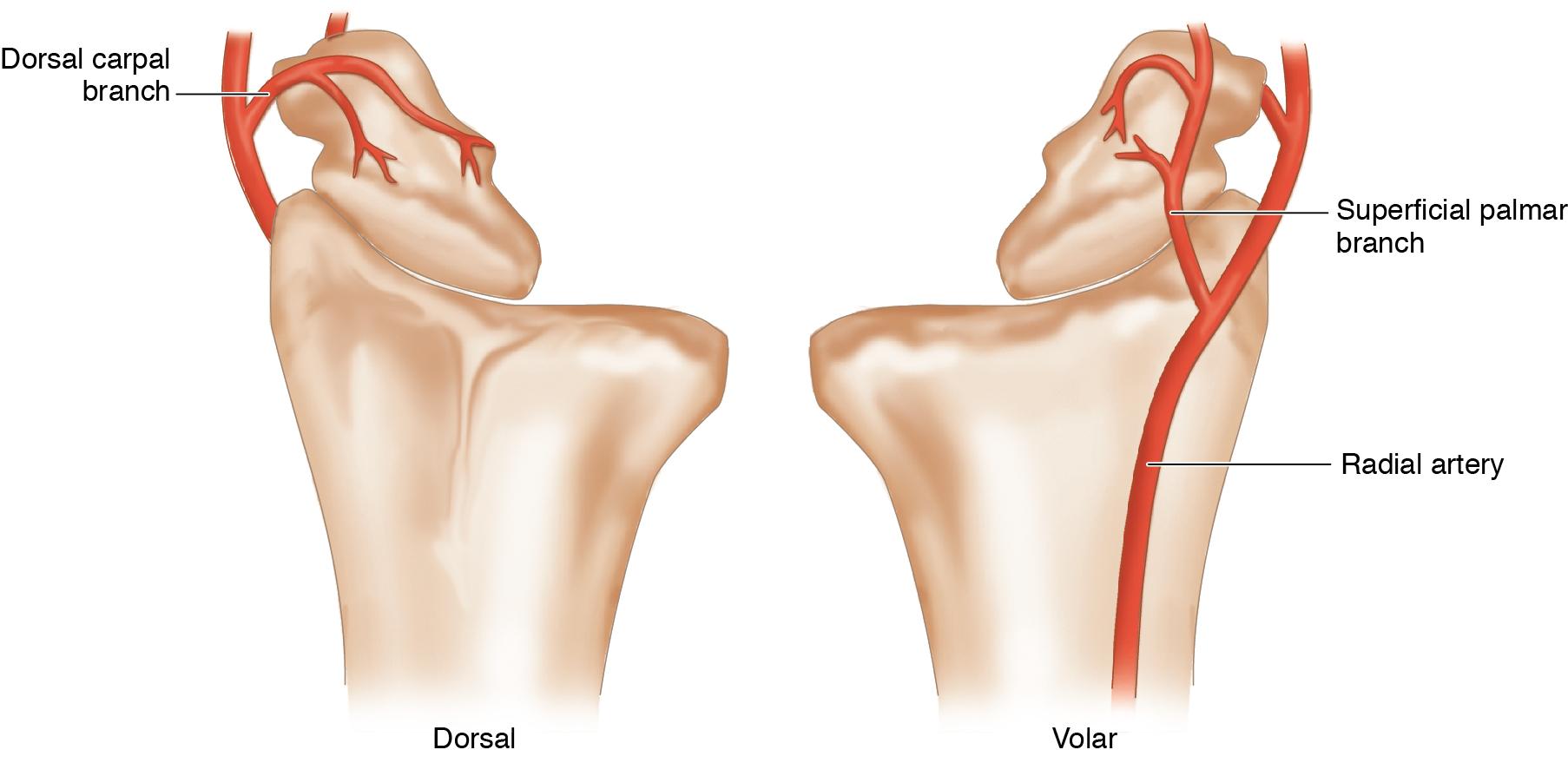 FIGURE 25.10, Vascular anatomy of the scaphoid.