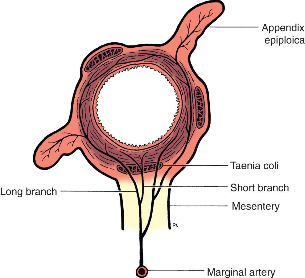 FIGURE 143.6, Surface anatomy of the wall of the colon.