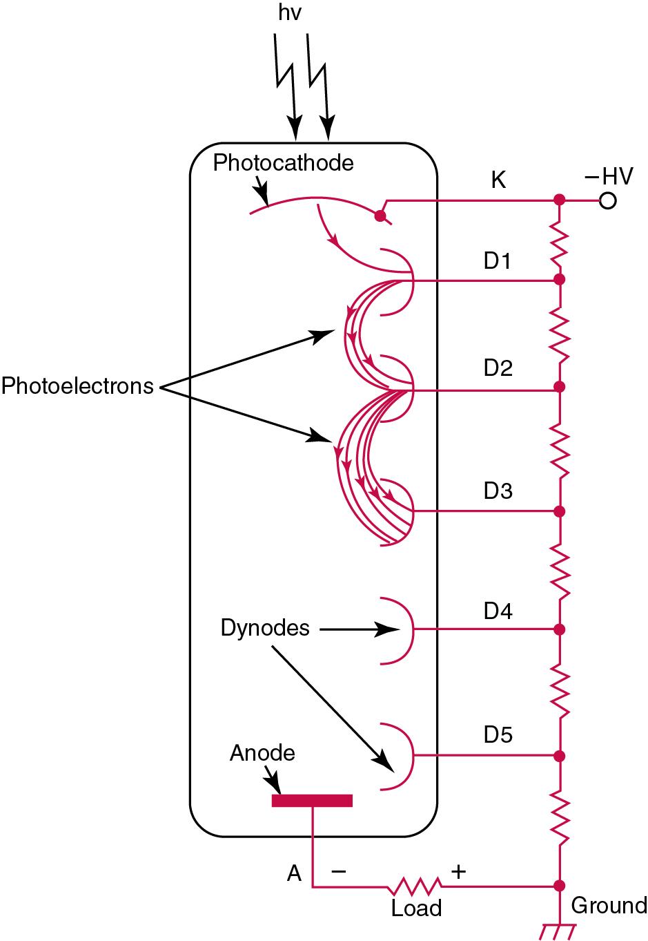 FIGURE 16.5, Schematic diagrams of a glass photomultiplier tube. Energy from photons of light (hv) are converted into electrons at the photocathode. Electrons from the photocathode travel to the chain of dynodes (D1, D2, D3, D4, D5) (HV, high voltage). At each dynode, additional electrons are generated, leading to a multiplying effect. The photoelectrons terminate at the anode.