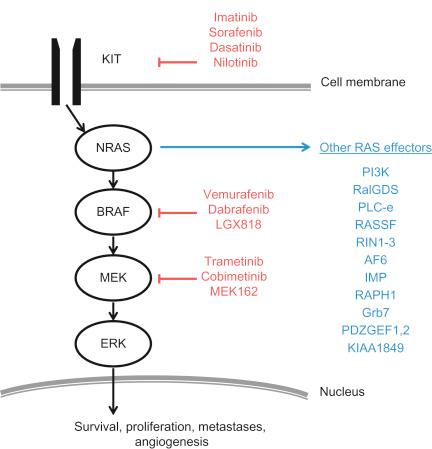 Figure 12.1, Schematic of the mitogen-activated protein kinase pathway and drug inhibitors in melanoma.