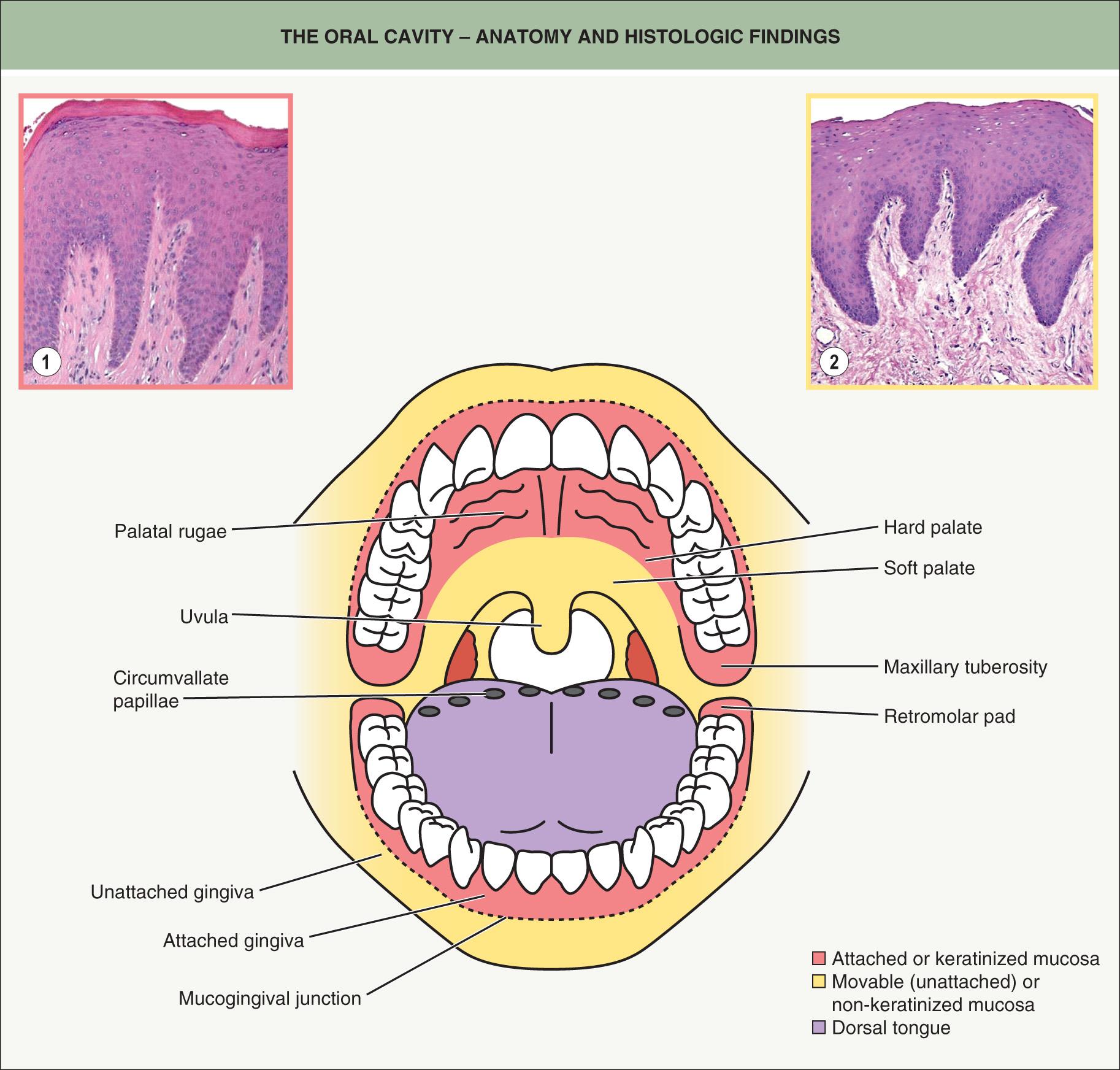 Fig. 72.1, The oral cavity – anatomy and histologic findings.