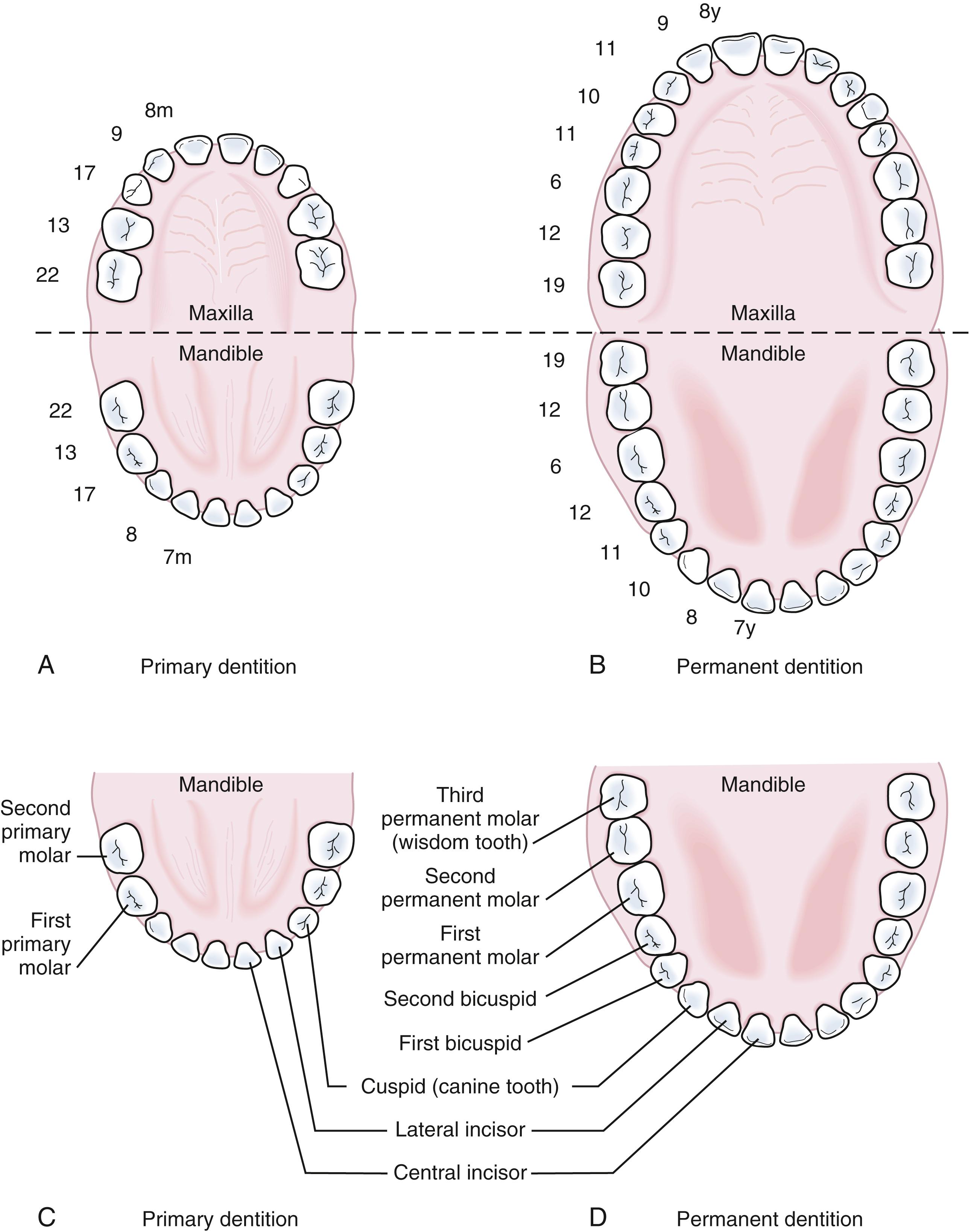 Fig. 21.10, Artist’s illustrations of the primary and permanent dentition. (A) and (B) The numbers represent the average age of eruption for the teeth, indicated in months for the primary teeth and years for the permanent dentition. (C) and (D) The names of specific teeth in the primary and permanent dentition are shown. (E) and (F) Tooth numbers diagram: primary teeth are lettered A to J from upper right to upper left and K to T from lower left to lower right. Secondary teeth are numbered 1 to 16 from upper right to upper left and 17 to 32 from lower left to lower right.