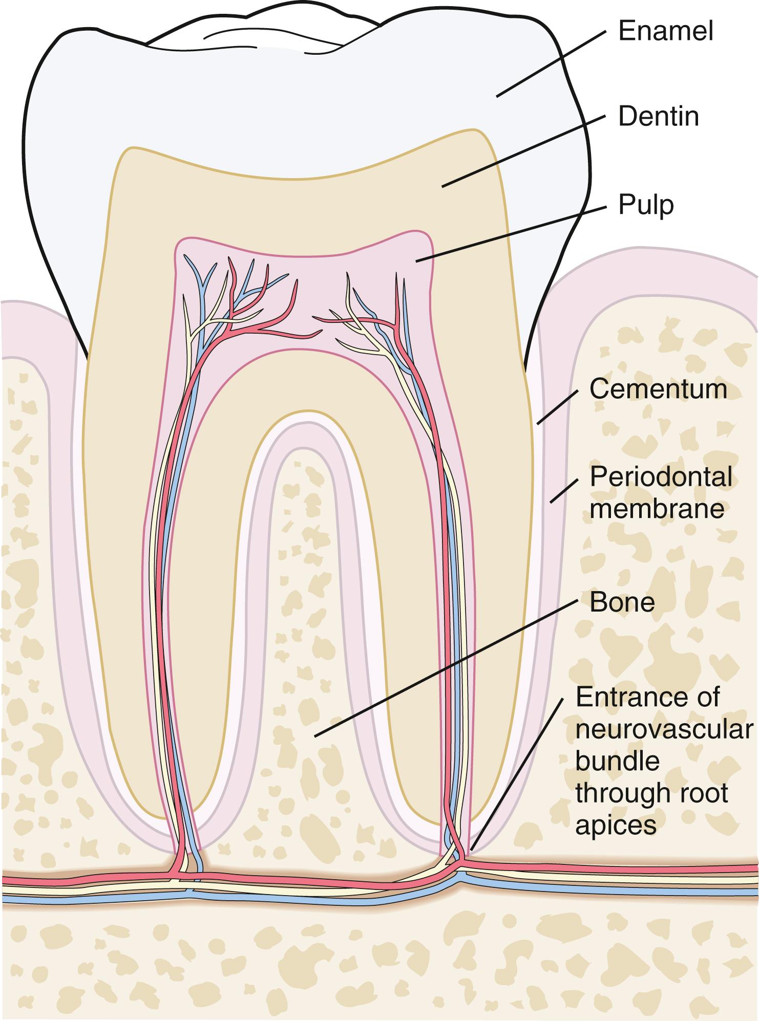 Fig. 21.2, Diagrammatic representation of a molar shows the enamel, dentin, pulp and cementum, the periodontal membrane, the entrance of the neurovascular bundle through the root apices, and the bony supporting structures.