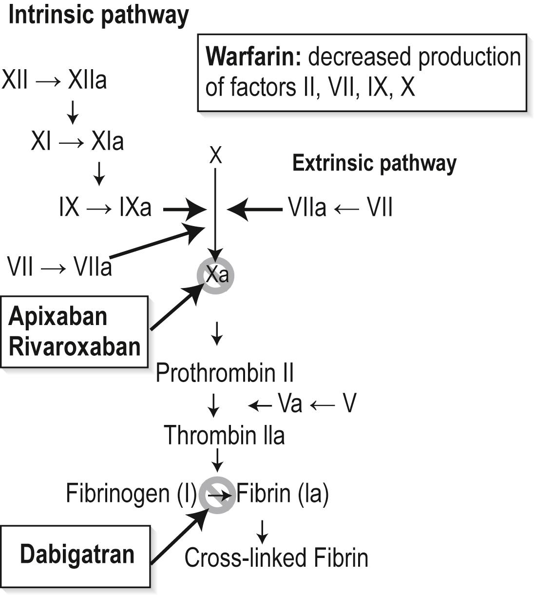 Fig. 25.24.1, The coagulation pathway and main effects of oral anticoagulants.