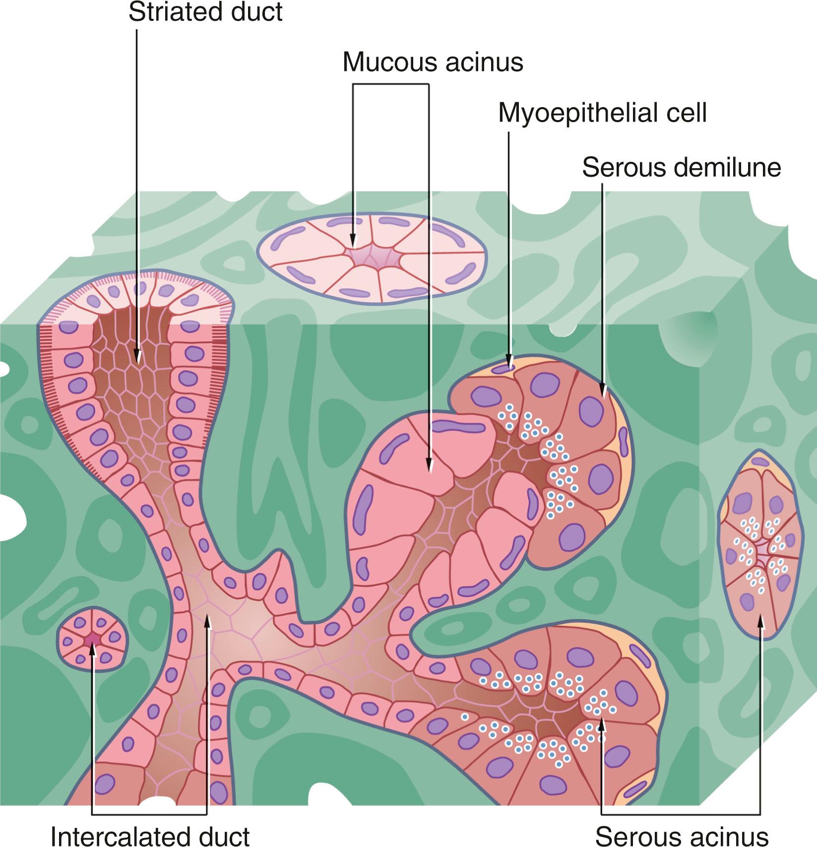 Fig. 13.14, Salivary secretory unit