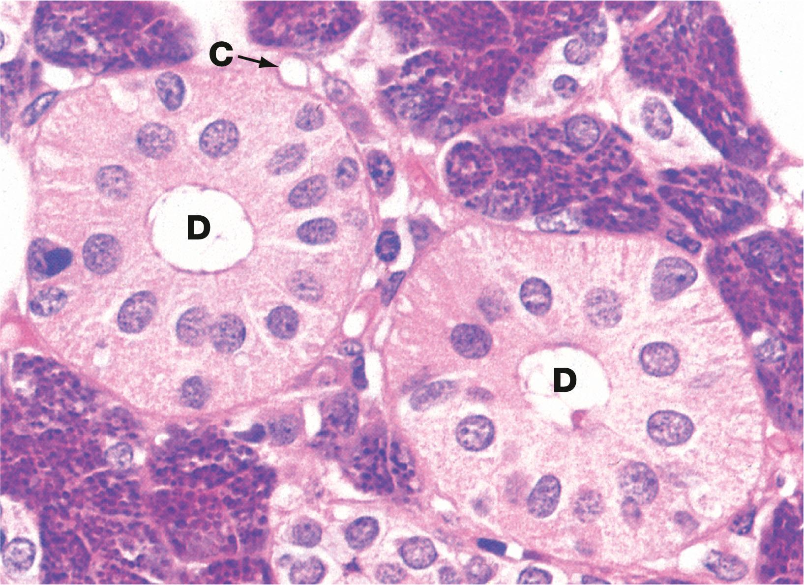 Fig. 13.17, Striated ducts