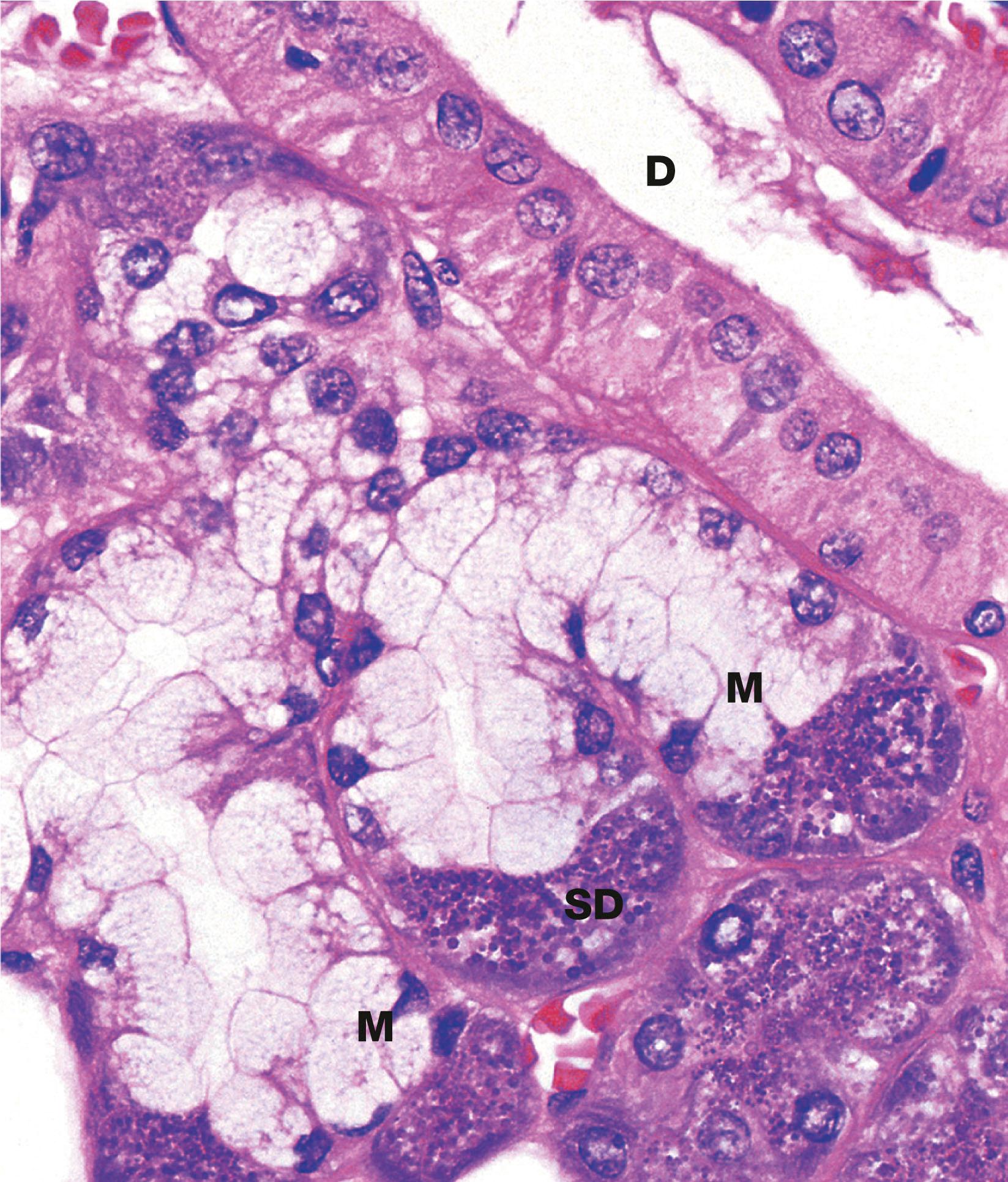 Fig. 13.19, Submandibular gland