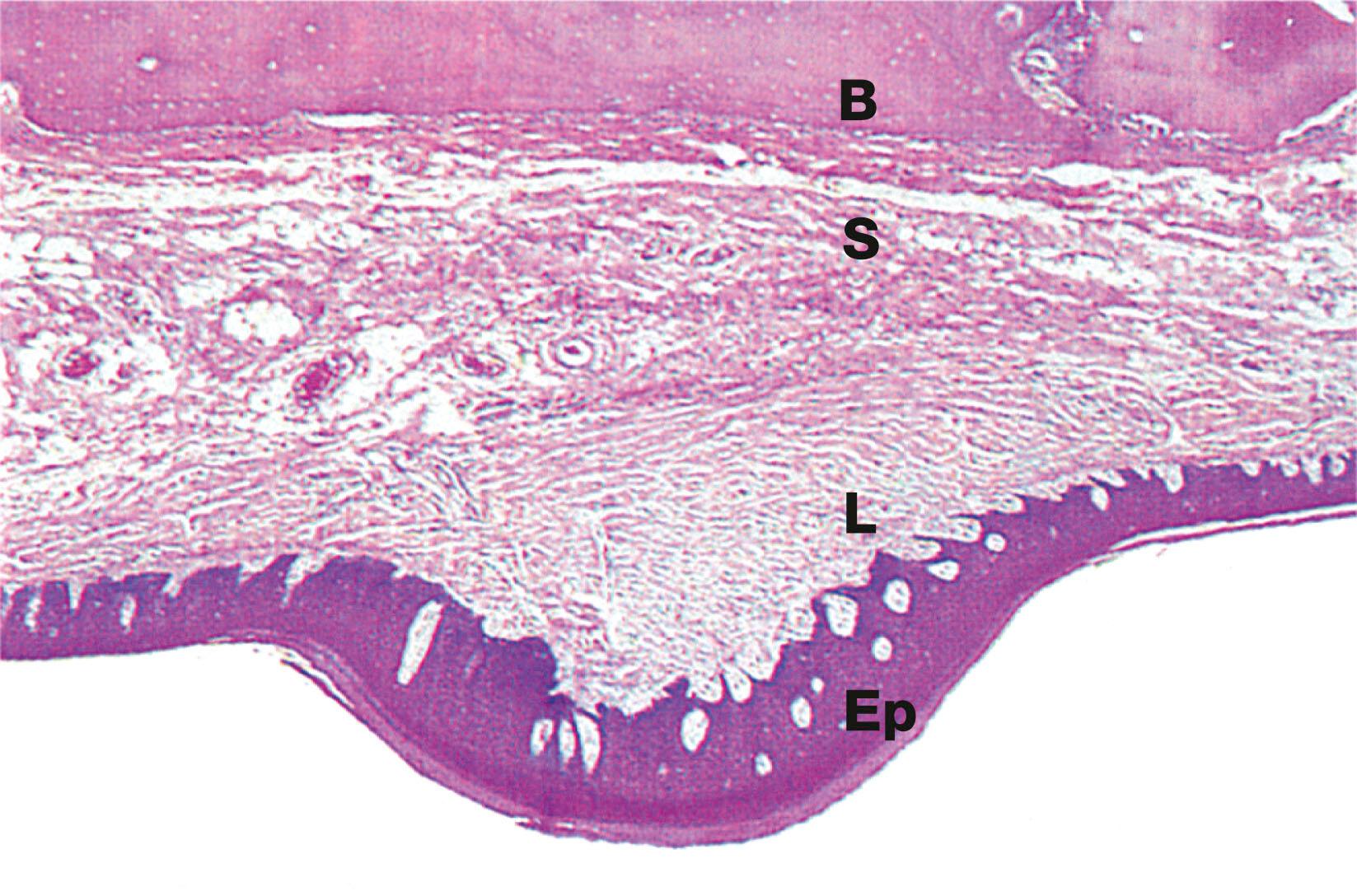 Fig. 13.2, Palatal mucosa, monkey
