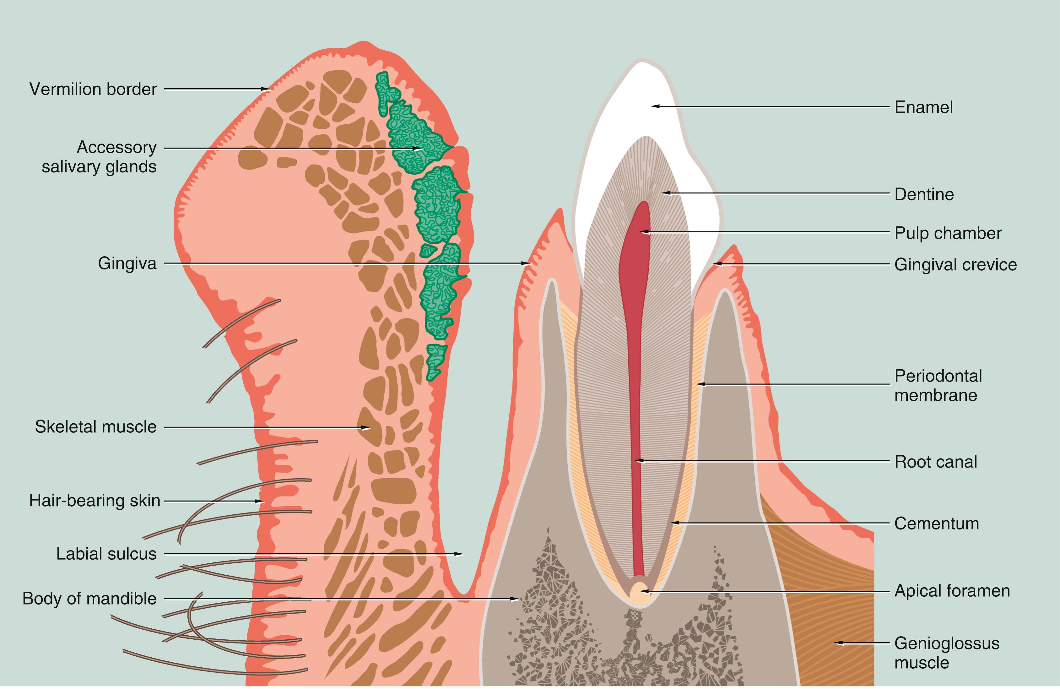 Fig. 13.3, Lip and tooth