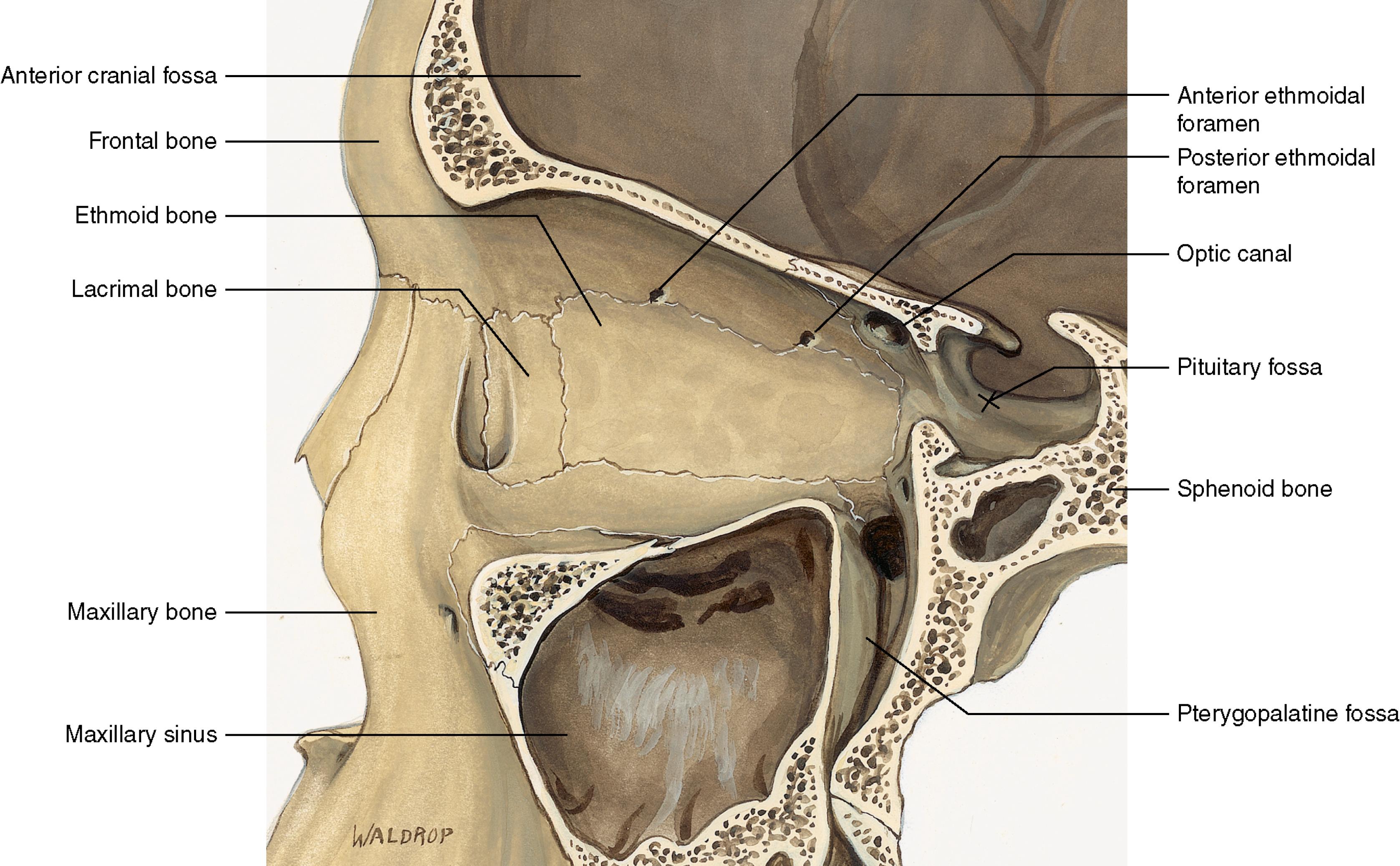 Fig. 152.1, Anterior lacrimal crest, posterior lacrimal crest, lacrimal sac fossa, anterior ethmoidal foramen, posterior ethmoidal foramen, frontoethmoidal suture, optic foramen.