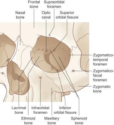 Fig. 1.9.1, Orbital bone anatomy.