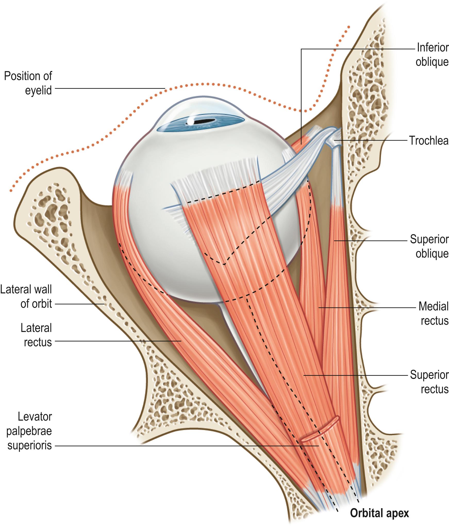 Fig. 44.8, The extraocular muscles viewed from above.