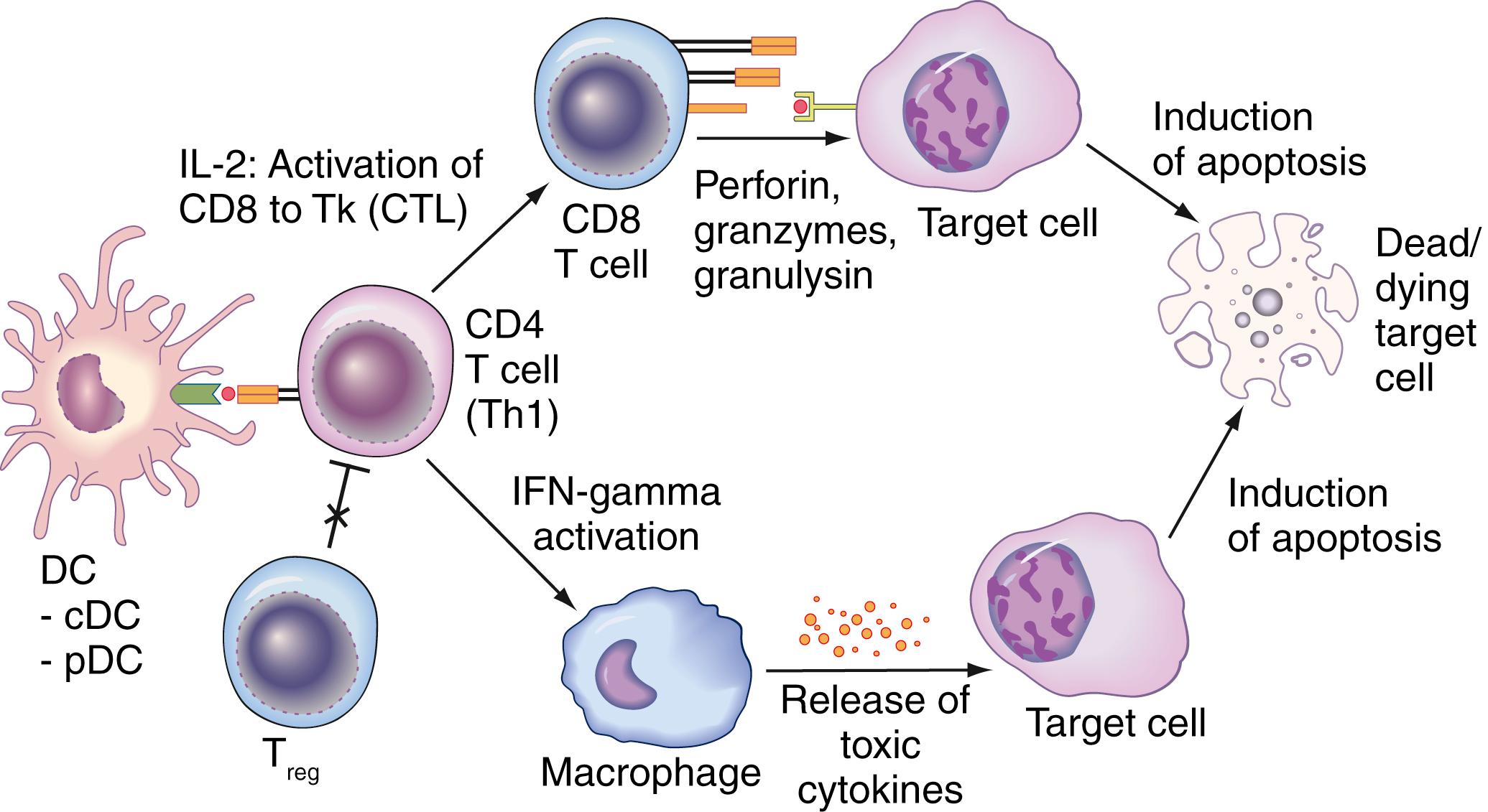 Fig. 55.1, The process of target destruction begins with dendritic cells (DC) that present peptides from beta cell autoantigens to CD4 Th1 cells. DCs can be classic (conventional) DCs (cDCs) or plasmacytoid DCs (pDCs). Failure to regulate Th1 cells via defective regulatory T-cell (T reg ) function could contribute to Th1 cell autoimmunity. Activated autoreactive Th1 cells, in turn, activate CD8 T cells via interleukin-2 and DC upregulation. Activated CD8 T cells are functionally T killer cells ( Tk ; aka, cytotoxic T lymphocytes [CTL] ). Via cell-cell contact between Th1 cells and macrophages (via CD40L–CD40 interactions [not shown] ) and interferon-gamma (IFN-gamma) secreted by Th1 cells, macrophages are activated. Via both CD8 Tk cells and macrophages, target cells are triggered to undergo apoptosis. In the case of type 1 diabetes, beta cells die.