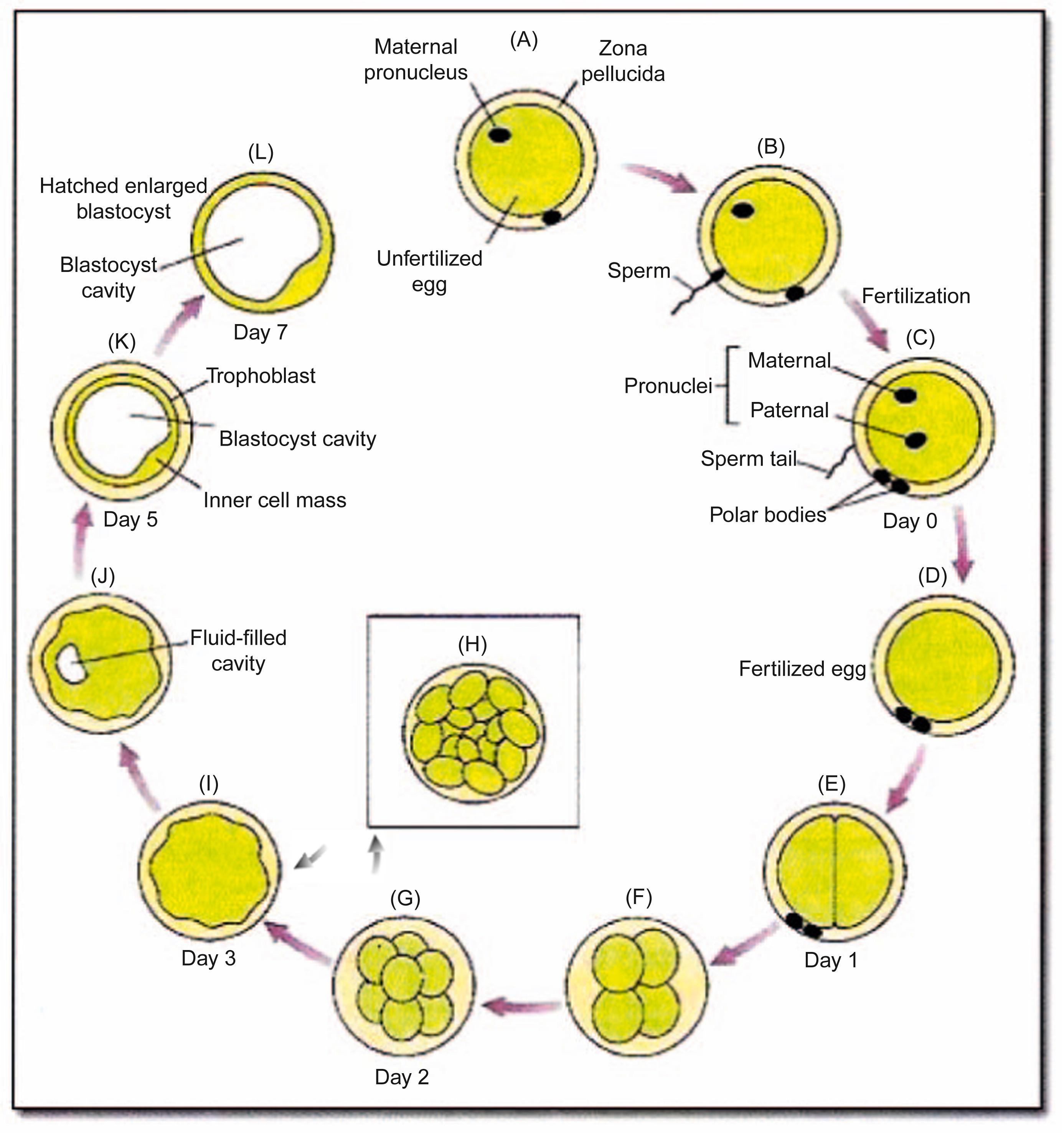 Figure 1.6, The stages of early human development.