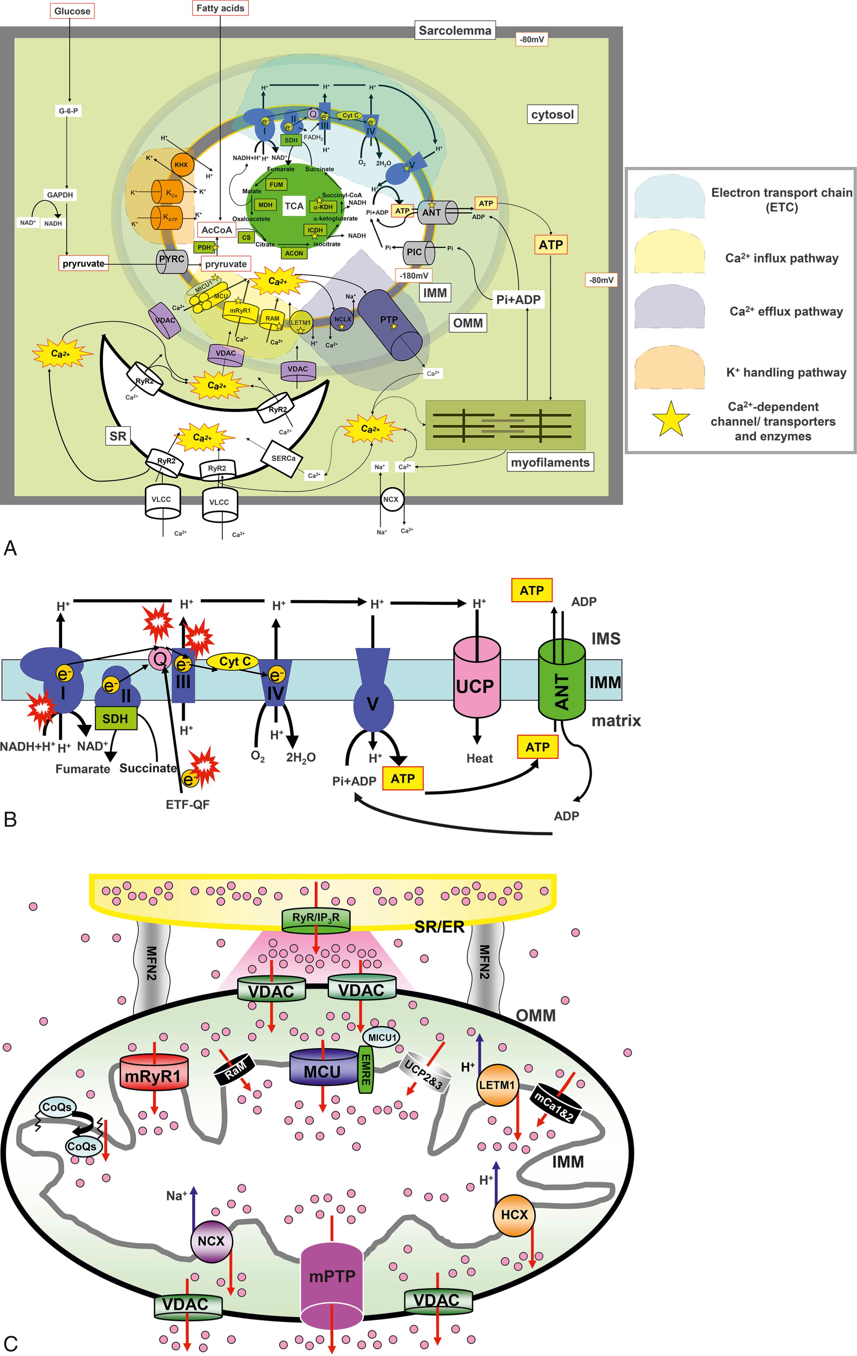 Fig. 7.1, Overview of mitochondrial ion channels/transporters.