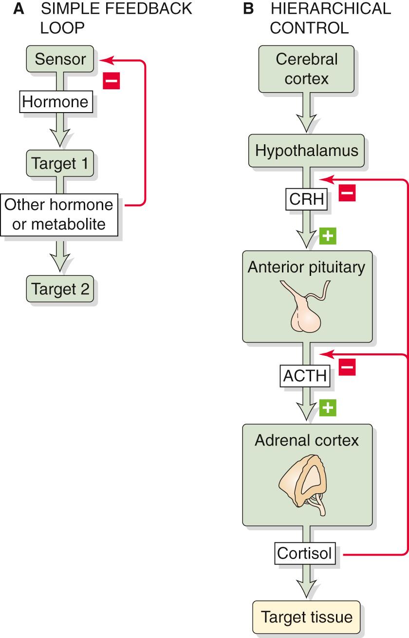 Figure 47-2, Feedback control of hormone secretion. A, A sensor (e.g., a β cell in a pancreatic islet) detects some regulated variable (e.g., plasma [glucose]) and responds by modulating its secretion of a hormone (e.g., insulin). This hormone, in turn, acts on target 1 (e.g., liver or muscle) to modulate its production of another hormone or a metabolite (e.g., reducing [glucose]), which may affect target 2 (e.g., making less glucose available to the brain). In addition, the other hormone or metabolite feeds back on the original sensor cell. B, Under the influence of the cerebral cortex, the hypothalamus releases CRH, which stimulates the anterior pituitary to release ACTH, which in turn stimulates the adrenal cortex to release cortisol. The cortisol acts on a number of effector organs. In addition, the cortisol feeds back on both the anterior pituitary and the hypothalamus.