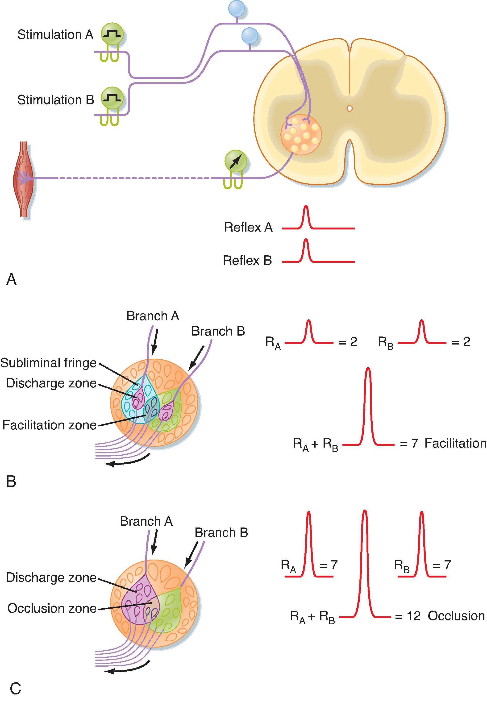 Fig. 9.11, Spatial facilitation. A, Arrangement for using electrically evoked afferent volleys and recordings from motor axons in a ventral root to study reflexes. B, Experiment in which combined stimulation of afferent fibers in two muscle nerves resulted in spatial summation ( R A and R B ). The discharge zones (pink areas) enclose α motor neurons that are activated above threshold when each nerve branch is stimulated separately. In C, the combined volleys caused occlusion. (Redrawn from Eyzaguirre C, Fidone SJ. Physiology of the Nervous System. 2nd ed. Chicago: Mosby–Year Book; 1975.)