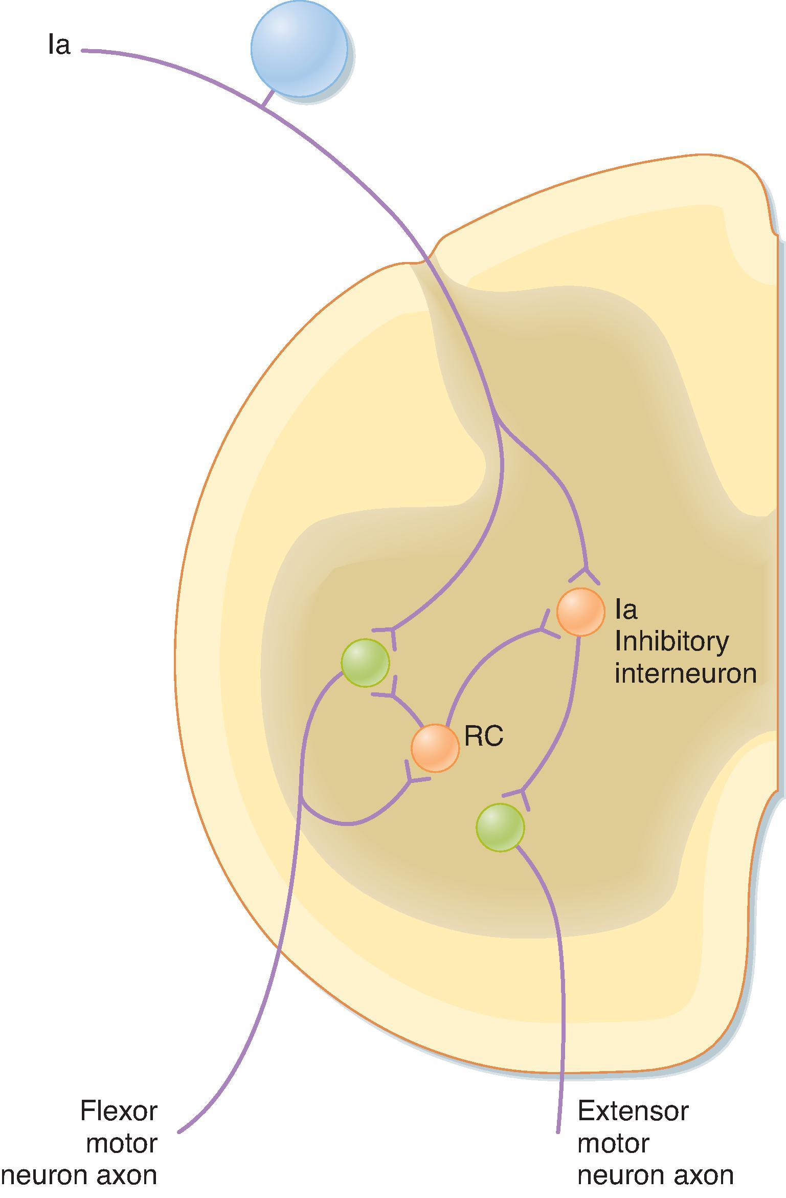 Fig. 9.12, Renshaw cell (RC) connections with motor neurons and group Ia inhibitory interneurons. The circuits shown mediate group Ia reciprocal inhibition of antagonist muscles (in this case, an extensor) and inhibition of this reciprocal inhibition by Renshaw cells. Note that equivalent numbers of Renshaw cells and group Ia inhibitory interneurons are associated with extensor motor neurons and group Ia input from spindles in extensor muscles, but they are not shown for simplicity. Orange cells are inhibitory, and blue and green cells are excitatory.