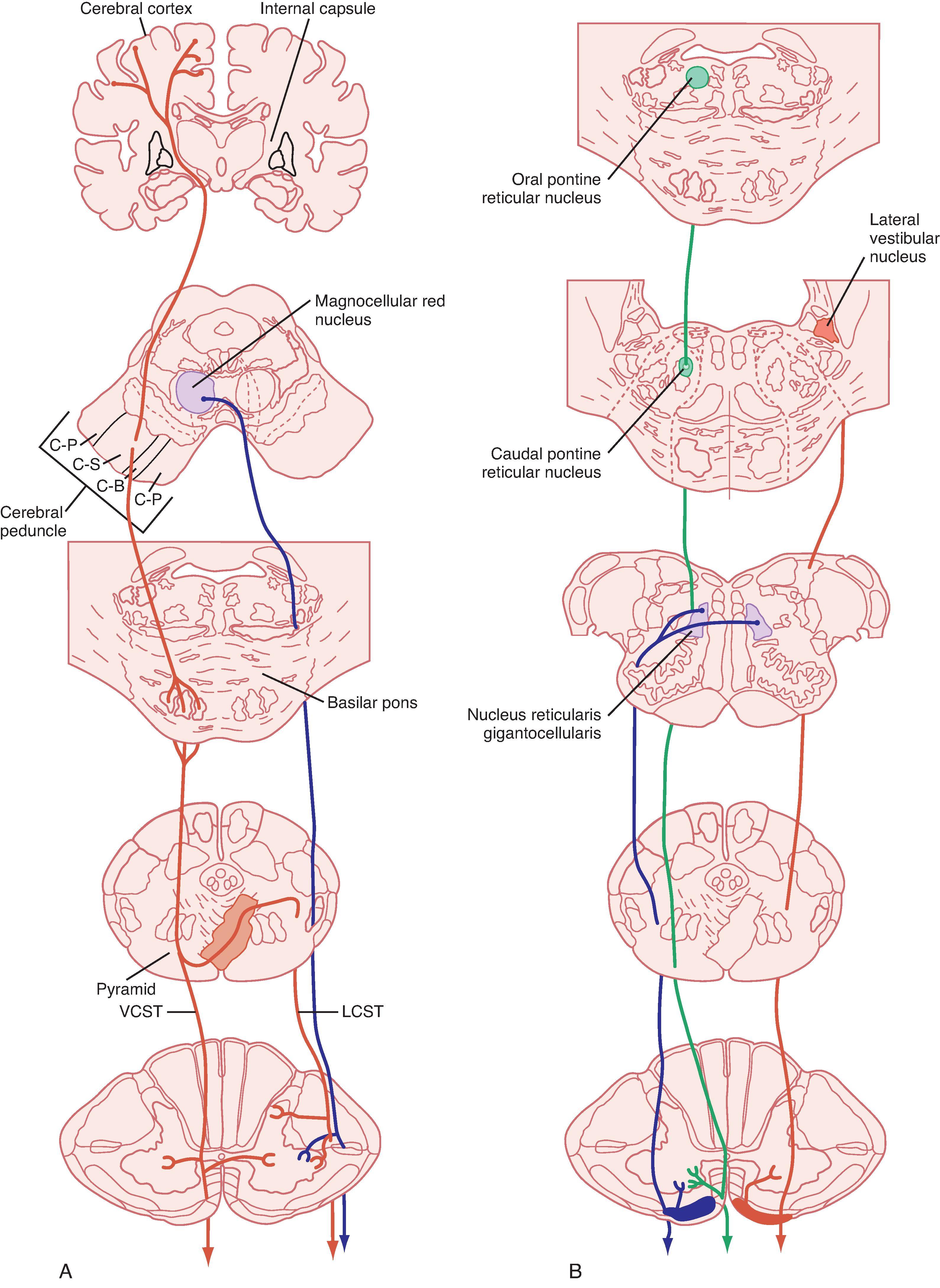 Fig. 9.13, Descending motor pathways. Major pathways connecting the cortical and brainstem motor areas to the spinal cord are shown. A, Lateral system pathways, corticospinal (red) and rubrospinal (blue) pathways. Note that the ventral corticospinal pathway is part of the medial system but is shown in A for simplicity. B, Medial system pathways, medullary (blue) and pontine (green) reticulospinal and lateral vestibulospinal (red) pathways. C-B, Corticobulbar; C-P, corticopontine; C-S, corticospinal; LCST, lateral corticospinal tract; VCST, ventral corticospinal tract.