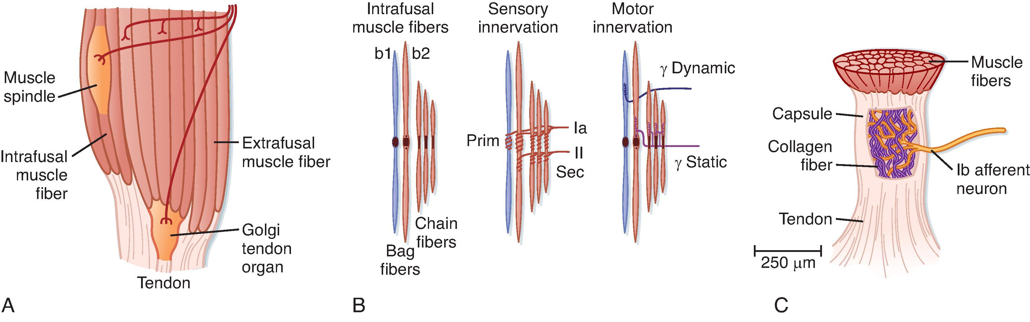 Fig. 9.2, Muscle proprioceptors. Skeletal muscles contain sensory receptors embedded within the muscle (spindles) and within their tendons (Golgi tendon organs). A, Schematic view of a muscle, showing the arrangement of a spindle in parallel with extrafusal muscle fibers and a tendon organ in series with muscle fibers. B, Structure and innervation (motor and sensory) of a muscle spindle. C, Structure and innervation of a tendon organ.