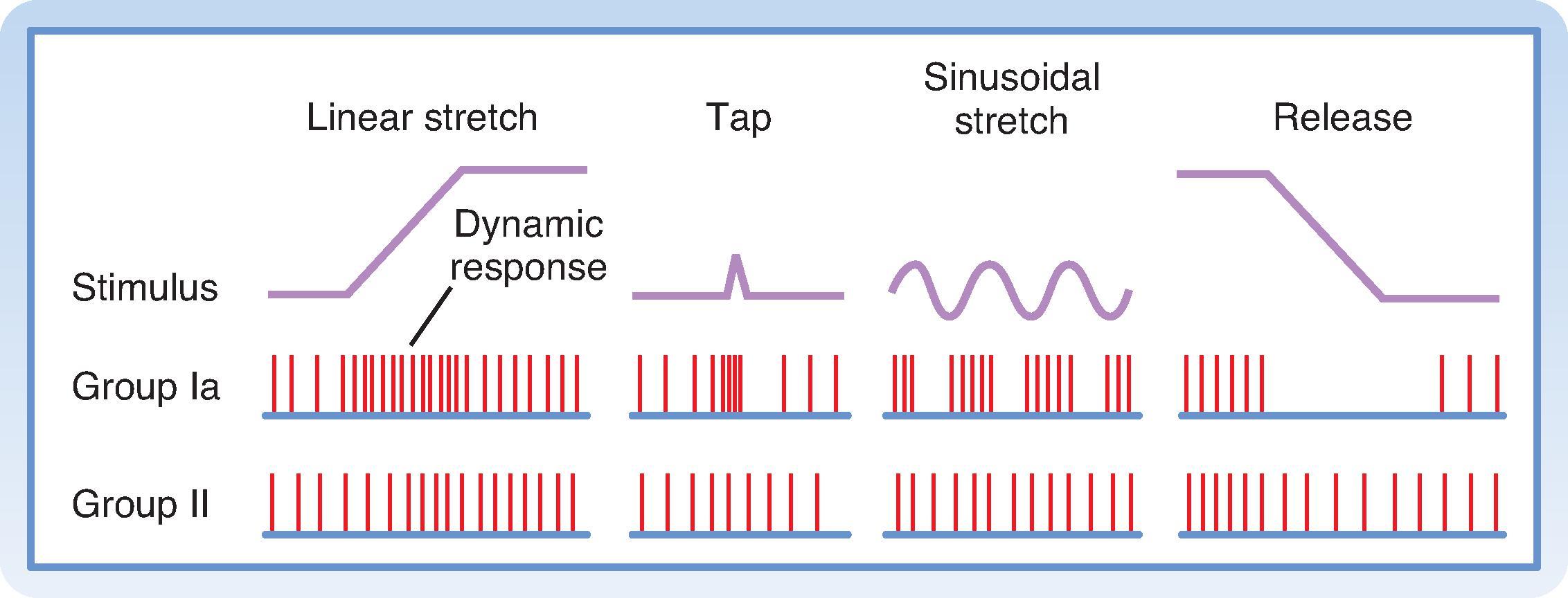 Fig. 9.3, Responses of a primary ending (group Ia) and a secondary ending (group II) to changes in muscle length. Note the difference in dynamic and static responsiveness of these endings. The waveforms at the top represent the changes in muscle length. The middle and bottom rows show the discharges of a group Ia fiber and a group II fiber, respectively, during the various changes in muscle length.