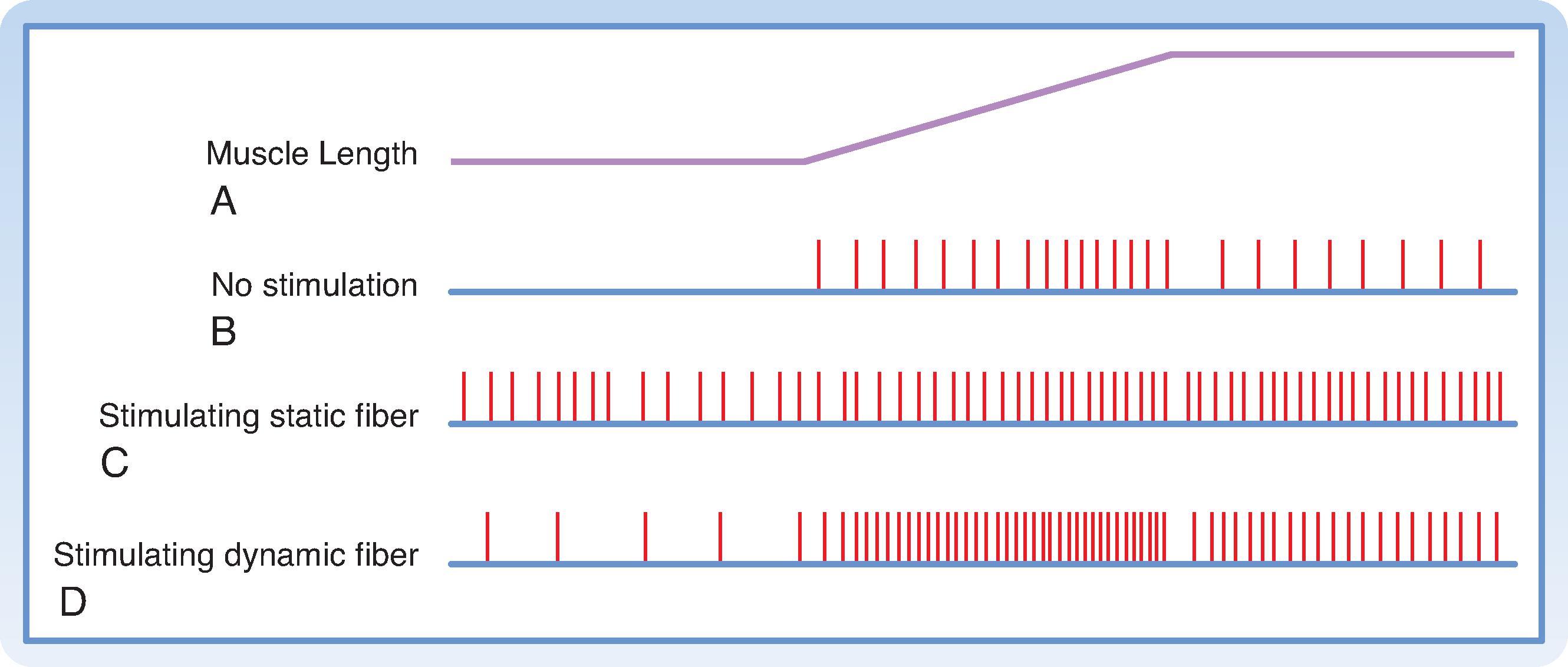 Fig. 9.5, Effects of static and dynamic γ motor neurons on the responses of a primary ending to muscle stretch. A, The time course of the stretch. B, The discharge of group Ia fibers in the absence of γ motor neuron activity. C, Stimulation of a static γ motor axon. D, Stimulation of a dynamic γ motor axon. (Redrawn from Crowe A, Matthews PBC. J Physiol 1964;174:109.)