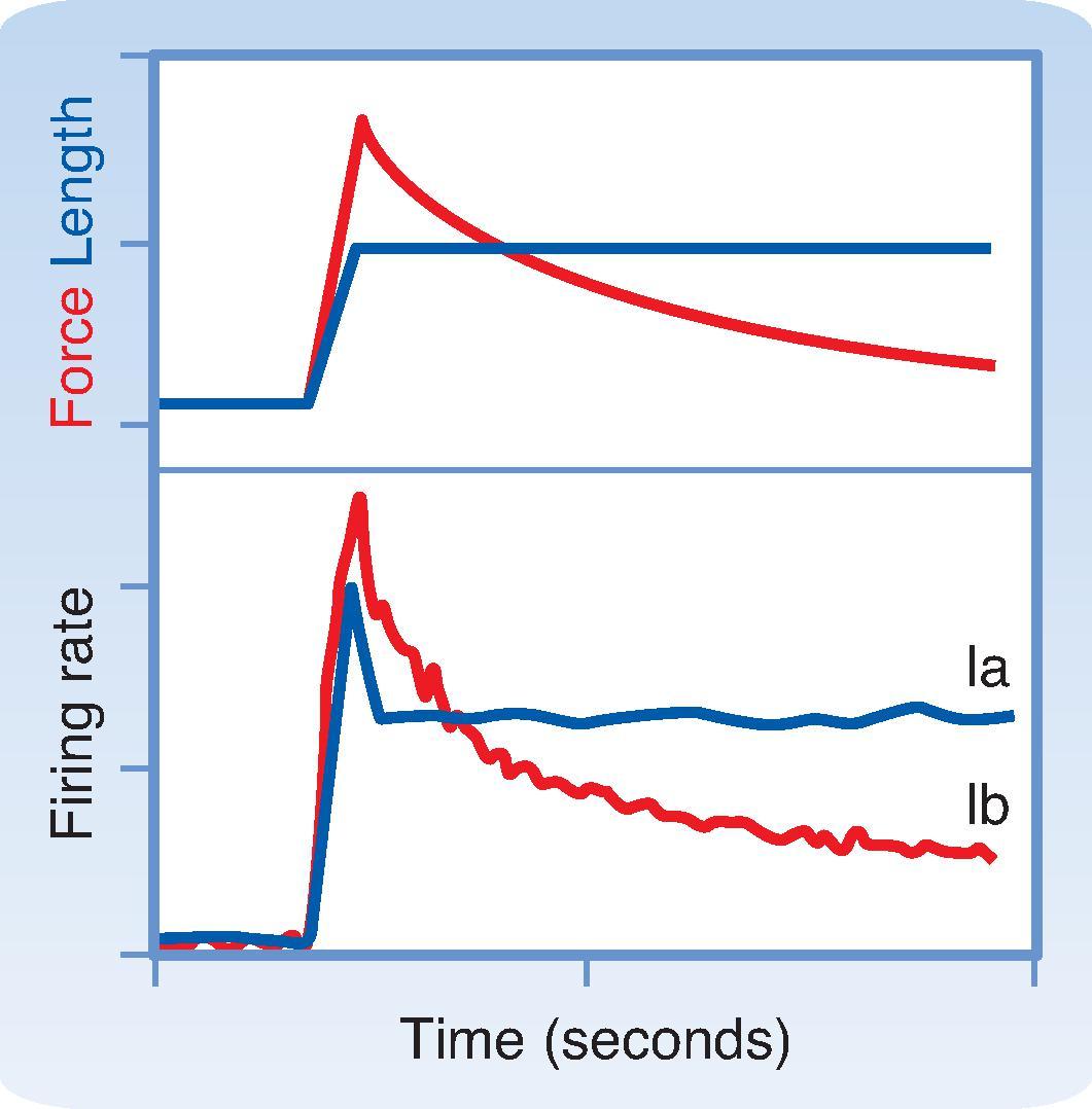 Fig. 9.8, Changes in group Ia and group Ib firing rates when muscle is stretched to a new length. After a transient burst, the firing rate of the group Ia fiber remains constant at a new higher level that is proportional to the increase in length (compare blue lines in upper and lower graphs ). In contrast, the group Ib fiber shows an initial rapid increase in firing followed by a slow decrease back toward its original level (lower graph, red line) and has a firing profile that matches the tension level in the muscle caused by the stretch (upper graph, red line).