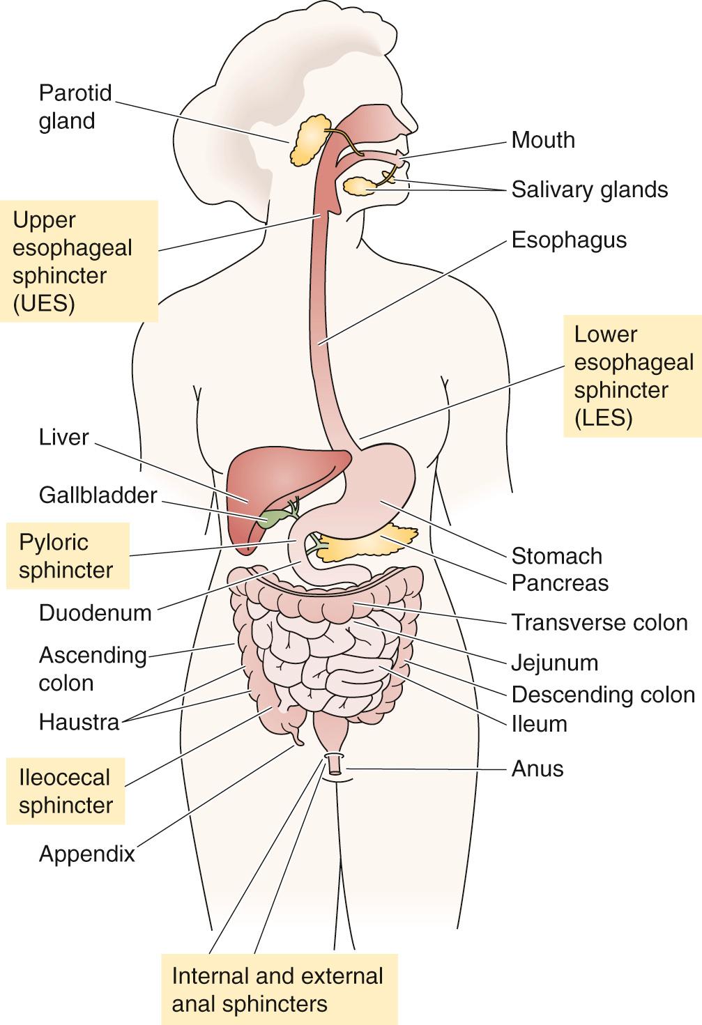Figure 41-1, Major components of the human digestive system.