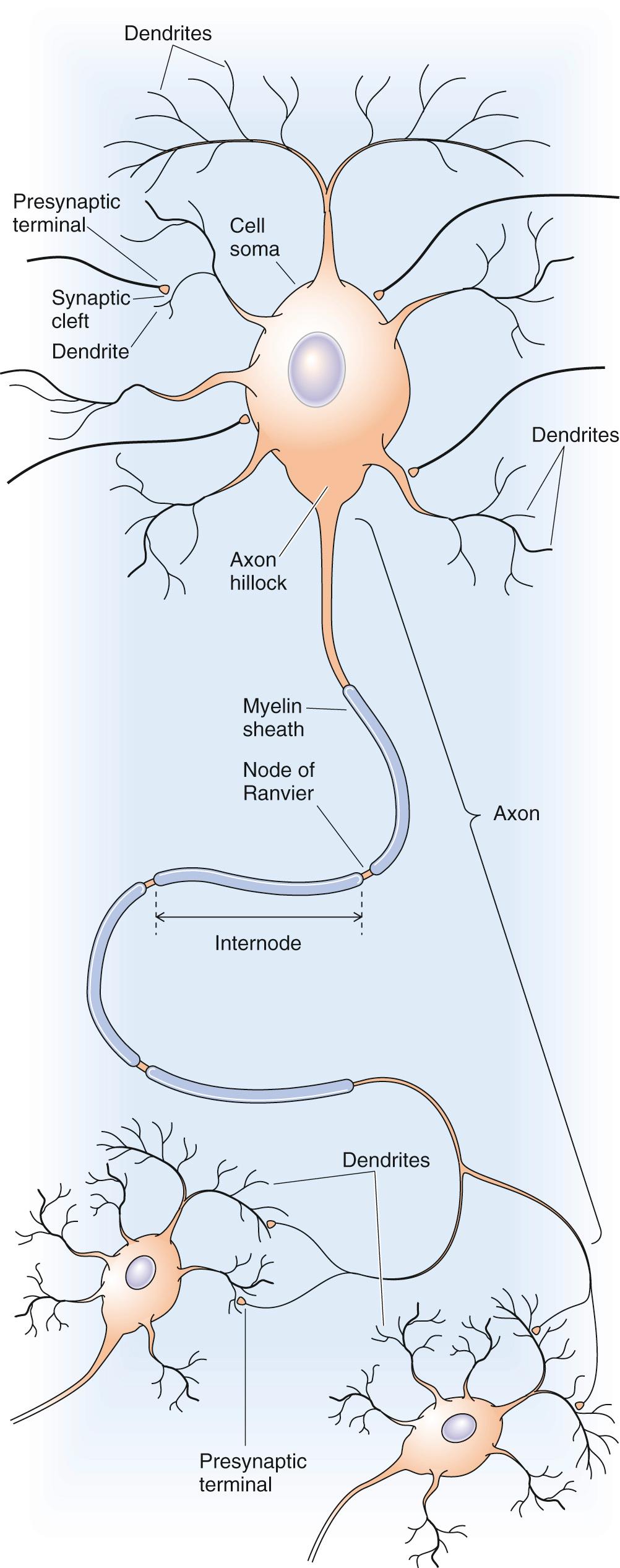 Figure 10-1, Morphology of a typical neuron.