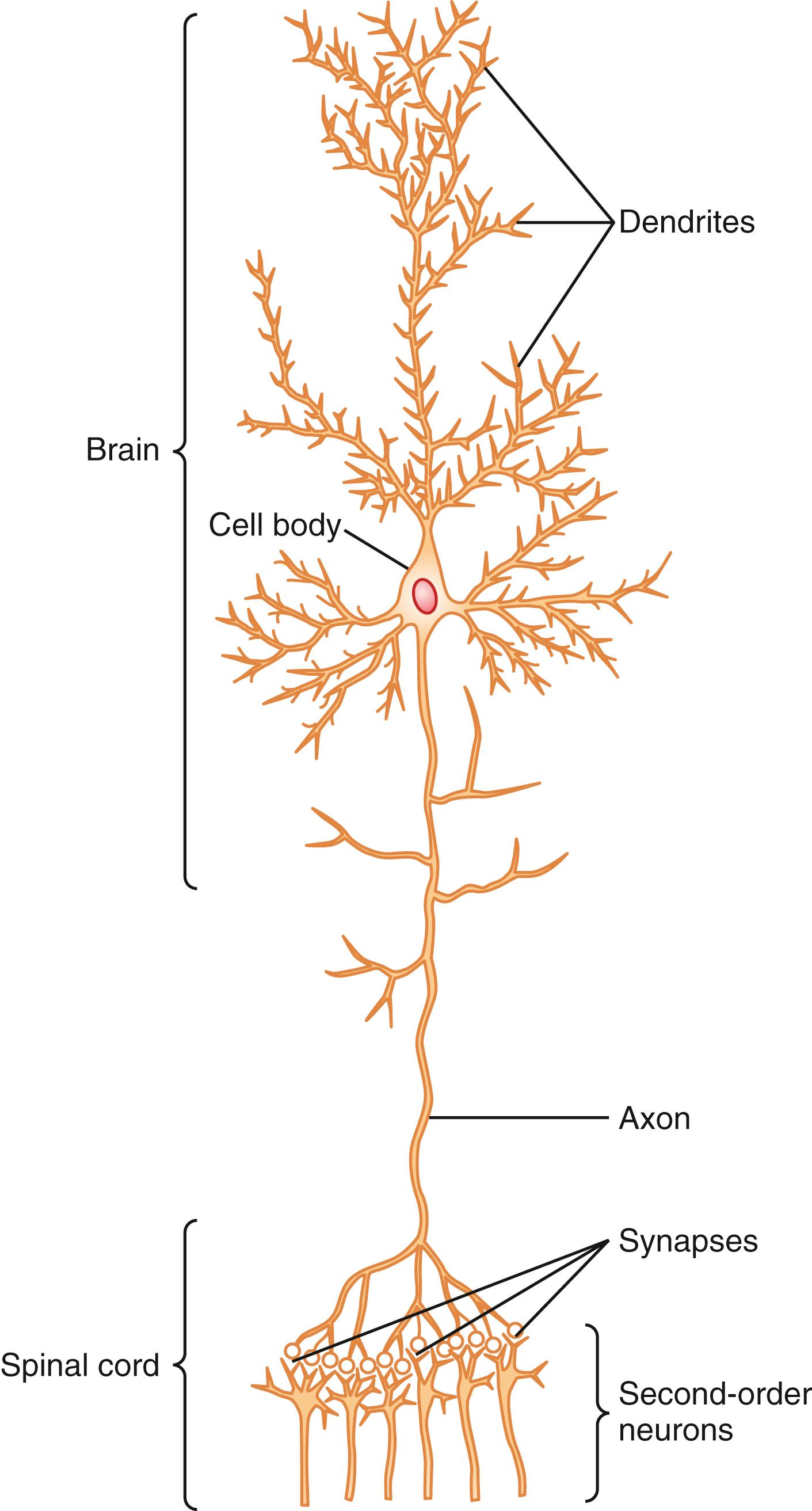 Figure 46-1, Structure of a large neuron in the brain showing its important functional parts.